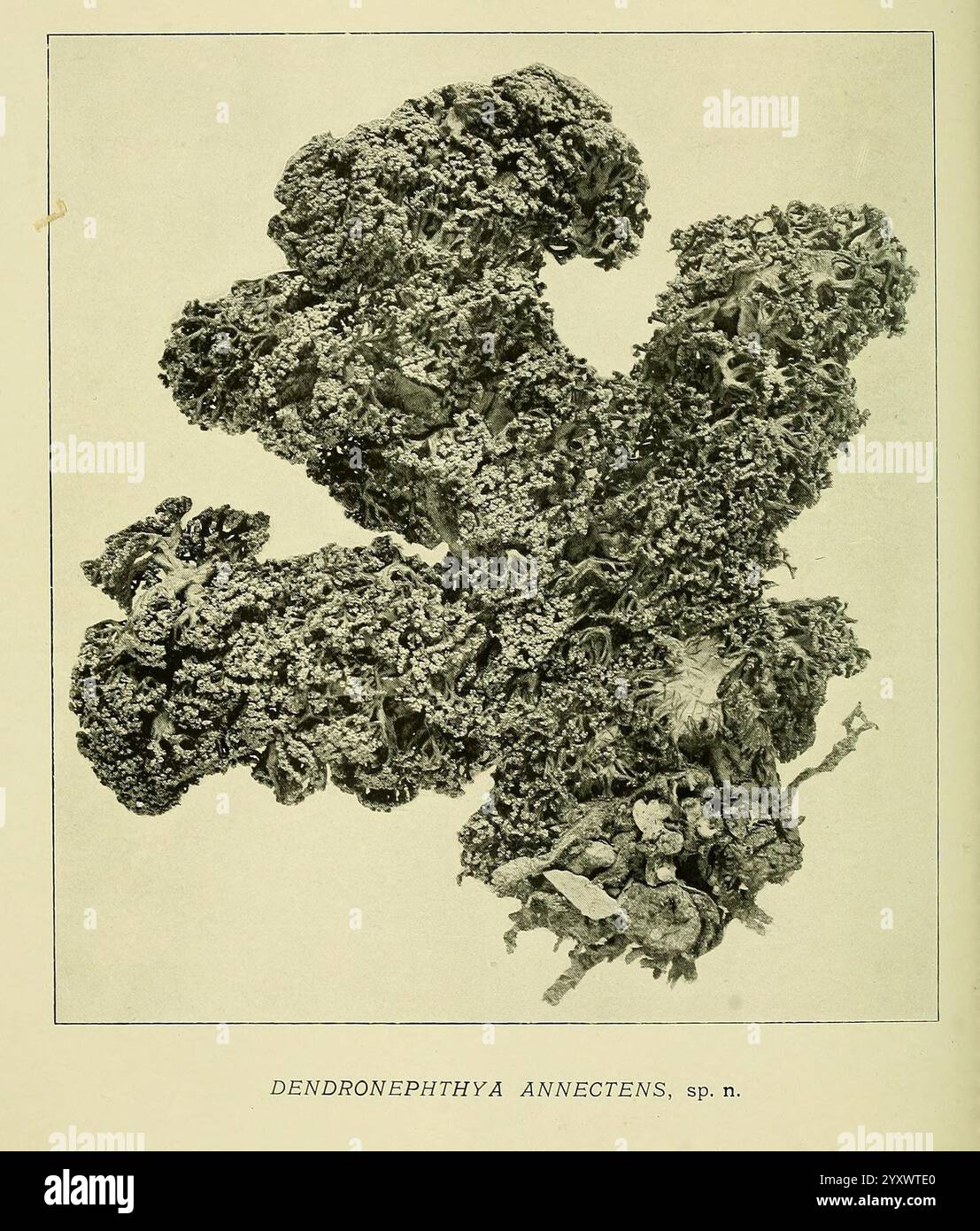 Die Illustration zeigt eine detaillierte Darstellung des Meeresorganismus Dendronephthya annectens, der sich durch seine verzweigte Struktur und strukturierte Oberfläche auszeichnet. Das Exemplar zeigt eine komplexe Anordnung, die an einen Unterwassergarten erinnert, mit verschiedenen Formen und Mustern, die aus der zentralen Masse hervorgehen. Diese Darstellung unterstreicht die einzigartige Morphologie des Organismus, die für das Verständnis seiner ökologischen Rolle und Anpassungsfähigkeit innerhalb seines Lebensraums von entscheidender Bedeutung ist. Die Anmerkung unten identifiziert Stockfoto