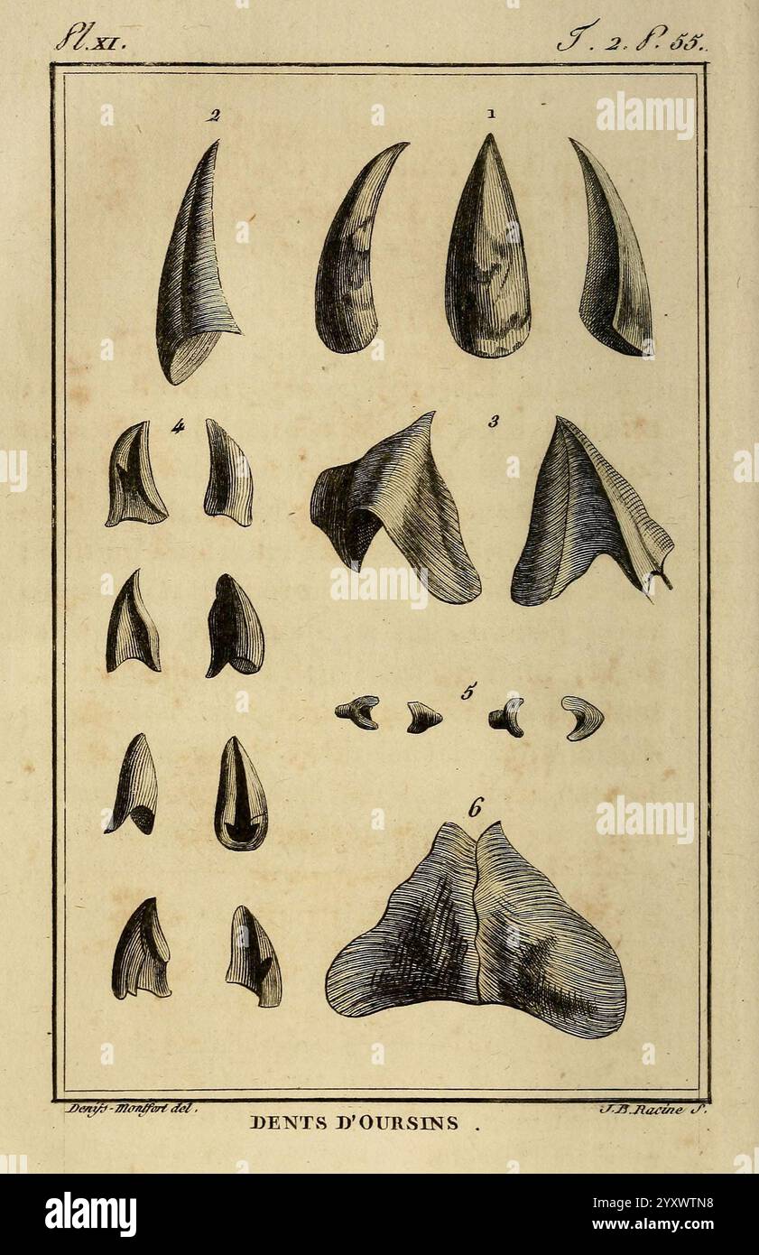 Histoire naturelle, générale et particulière, des mollusques, animaux sans vertèbres et à sang blanc. T.2. Paris, L'Imprimerie de F. Dufart, an X-XIII 1802-1805. Mollusken, Dents d'oursins, Arthropoden, Eine detaillierte Abbildung mit verschiedenen Formen und Größen von Bärenzähnen, sorgfältig gekennzeichnet und nummeriert. Die Anordnung hebt die unterschiedlichen Merkmale jedes Typs hervor und betont die Krümmung, Schärfe und Größenvarianten. Die Typen sind in sechs Gruppen eingeteilt und bieten eine visuelle Referenz für die anatomischen Unterschiede zwischen Bärenzähnen, die für Studien und Vergleich nützlich sind. Jeder Zahn ist r Stockfoto