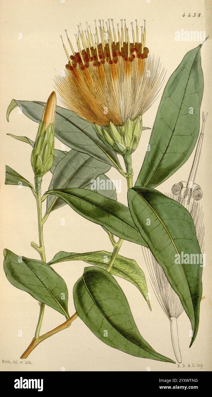 Curtis's Botanical Magazine London New York etc Botanik-Zeitschriften Pictorial Works Curtis, Eine wunderschön illustrierte botanische Studie über eine blühende Pflanze. Das Herzstück zeigt eine komplexe Blüte mit lebhaften, langen Staubblättern, die nach außen strahlen und einem Feuerwerk ähneln. Um die Blüte herum sind mehrere längliche, glänzend grüne Blätter dargestellt, die ihre natürliche Krümmung und Textur zeigen. An der Seite ist eine Knospe abgebildet, die auf die Entwicklungsstadien der Blüte hinweist. Diese detaillierte Darstellung erfasst die Eleganz und Komplexität der Anatomie der Pflanze, Highlightin Stockfoto