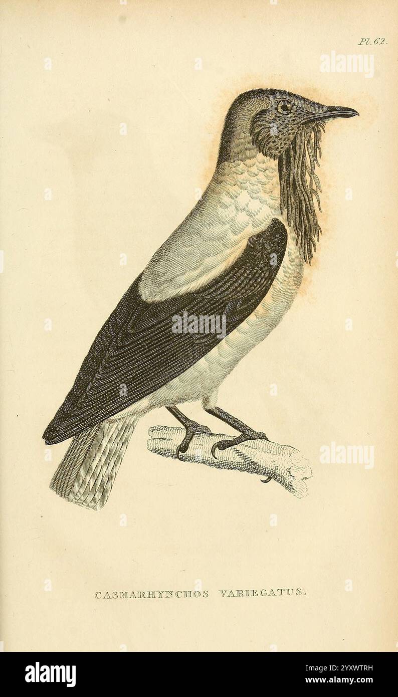 Allgemeine Zoologie oder systematische Naturgeschichte, London, gedruckt für G. Kearsley, 1800-1826, Bildwerke, Zoologie, Vogel, eine detaillierte Darstellung einer Vogelart, identifiziert als Casmarhinchos variegatus. Der Vogel weist ein ausgeprägtes Gefieder auf, das sich durch eine Kombination aus hellen und dunklen Federn auszeichnet. Sein Körper ist hauptsächlich weiß mit kontrastierenden dunklen Flügeln und Schwanz. Der Kopf zeigt ein einzigartiges Merkmal – eine zottelige Mähne aus Federn, die Textur und Interesse verleiht. Der Vogel thront auf einem schlanken Ast, mit leicht zur Seite gewendetem Kopf, was ein wachsames Aussehen schafft. Diese Art ist Stockfoto