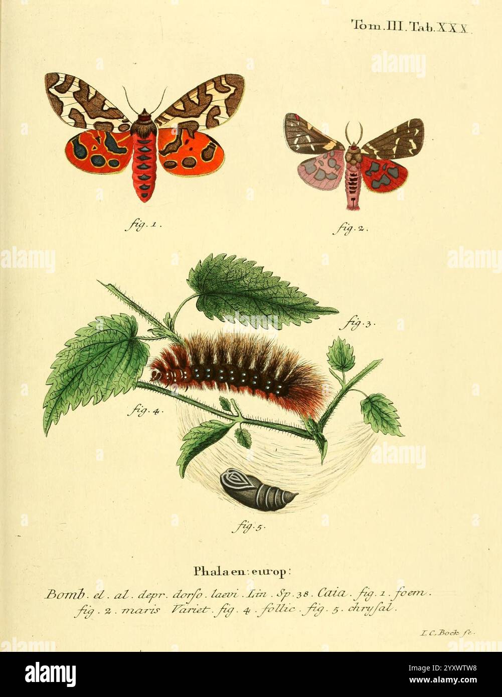 Die Schmetterlinge in Abbildungen nach der Natur, Leipzig, T.O. Weigel, 1829-1839, Europe, Schmetterlinge, Schmetterlinge, Bildwerke, Eine detaillierte Illustration zeigt verschiedene Phasen des Lebenszyklus eines Motten und zeigt die folgenden Elemente Stockfoto