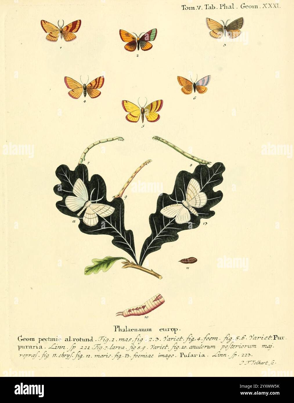 Die Schmetterlinge in Abbildungen nach der Natur Leipzig, T.O. Weigel, 1829-1839, Schmetterlinge, Europa, Lepidoptera, Bildwerke., eine Illustration mit verschiedenen Arten von Schmetterlingen und Falter, angeordnet über und um eine zentrale Darstellung von zwei großen, weißen Schmetterlingen, die auf dunkelgrünen Blättern ruhen. Das Bild enthält detaillierte und farbenfrohe Darstellungen von sieben verschiedenen Schmetterlingen mit unterschiedlichen Mustern und Farben, die ihre komplizierten Flügeldesigns zeigen. Die wissenschaftlichen Bezeichnungen und Klassifizierungen sind unten aufgeführt und geben den Kontext für die dargestellten Arten an. Dieses Kunstwerk Hallo Stockfoto