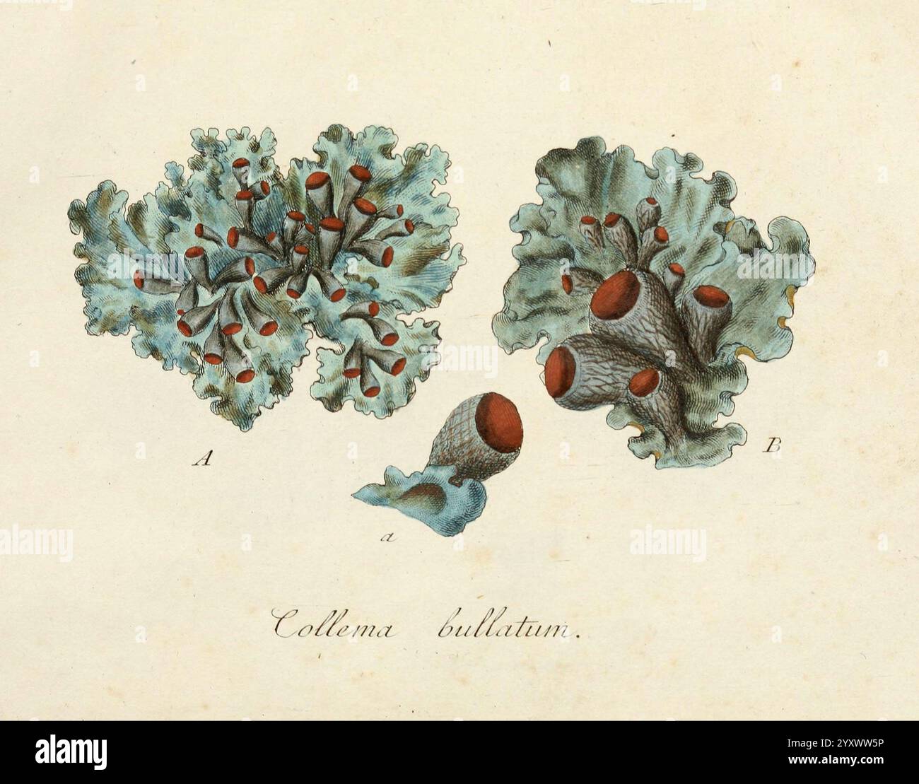 Lichenes americani Norimbergae, J. Sturm, 1811, America, Lichenes, West Indies, New York Botanical Garden, Collema bullatum, Jakob Sturm, die Abbildung zeigt drei detaillierte Darstellungen der Flechtenart Colema bullatum. Der Zentralorganismus zeichnet sich durch seine Rüschenstruktur und seine dunkle, schalenartige Fortpflanzungskörper aus, die überall verstreut sind. An diesem zentralen Teil befinden sich zusätzliche Ansichten, die die einzigartige Morphologie der Flechte zeigen. Eine Abbildung hebt die komplexen Texturen und Farbvariationen hervor, während eine andere die charakteristischen Merkmale, die sich unterscheiden, in den Mittelpunkt stellt Stockfoto