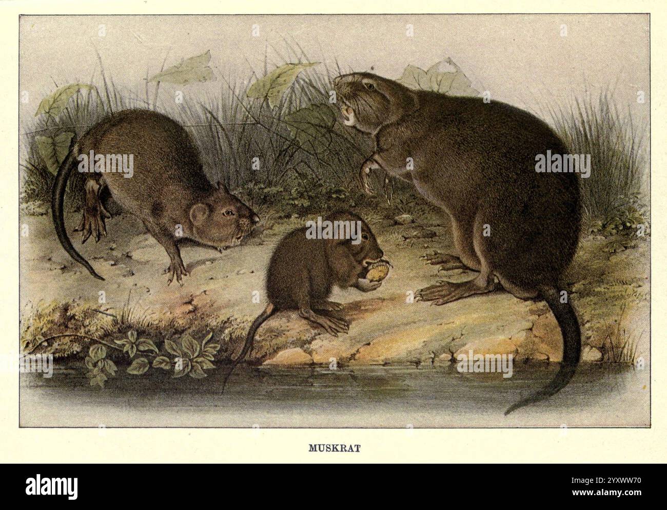 Eichhörnchen und andere Pelzträger, Gesellschaft, c1909, Säugetiere, Muskraten, Tier, Verhalten ondatra, Zibethicus zeigt die Szene eine Muskratenfamilie in ihrem natürlichen Lebensraum und zeigt drei unterschiedliche Individuen. Auf der linken Seite scheint ein kleineres, schlankes Nagetier auf dem Boden zu fressen, während die zentrale Figur, eine junge Muskrate, ein kleines Stück Futter – möglicherweise eine Wurzel oder Knolle – im aufmerksamen Sitzen umklammert. Die größere Muskrate, die rechts auf ihren Hinterbeinen steht, befindet sich in einem Moment der Wachsamkeit, wahrscheinlich im Bewusstsein ihrer Umgebung. Der Hintergrund bietet üppiges Grün und Wasser, was auf ein hindeutet Stockfoto