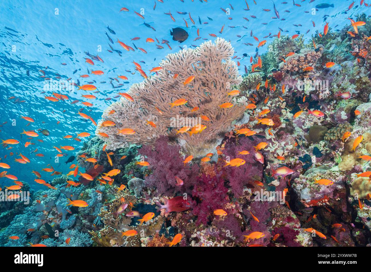 Hartkorallen Acropora sp., Hartkorallengarten, Hurghada am nördlichen Roten Meer Korallenküste Ägyptens, Juwelenfeenbasslet Pseudoanthias squamipinnis, Klun Stockfoto