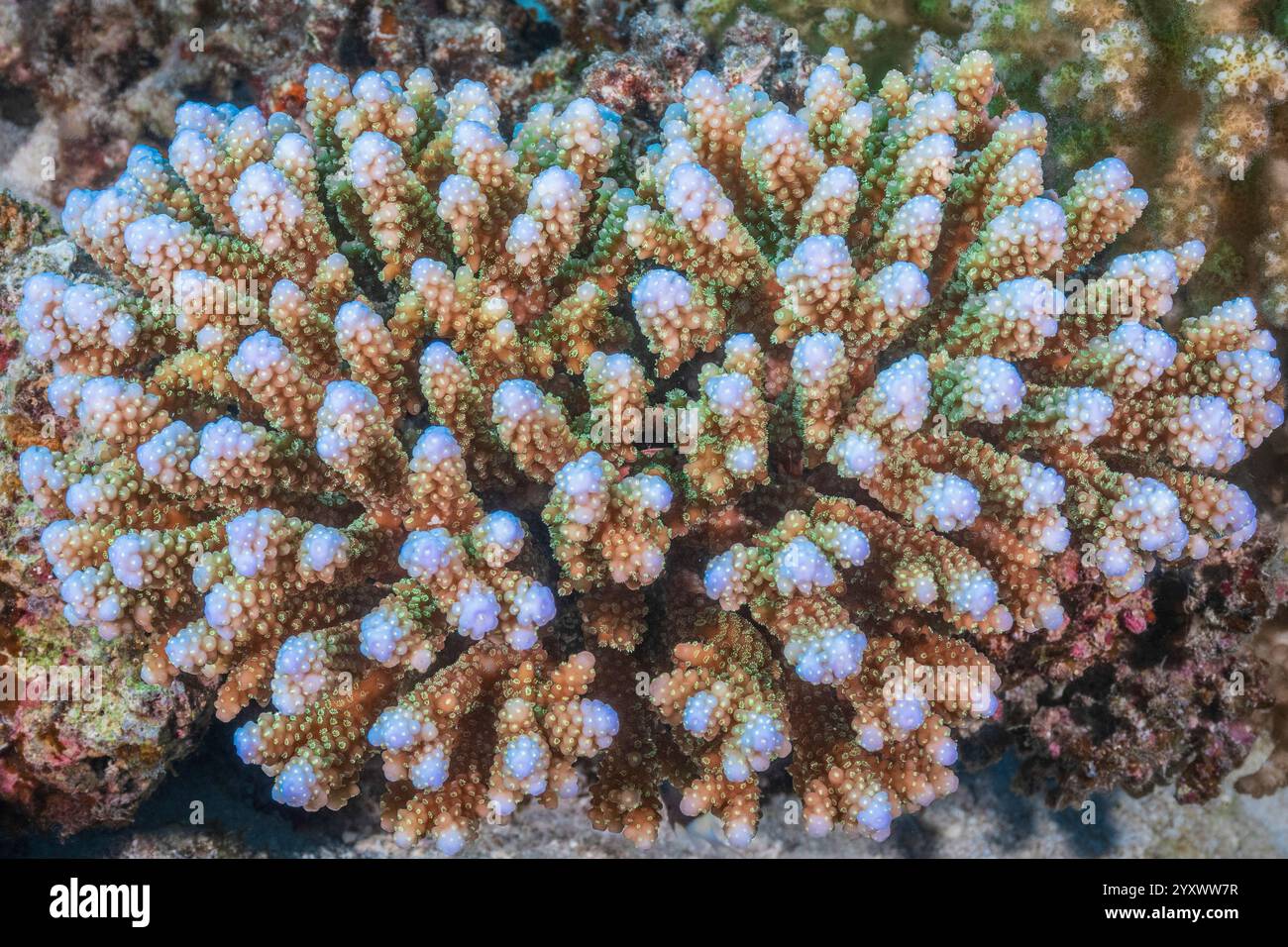 Hartkoralle Acropora sp., Port Ghalib in Marsa Alam an der südlichen Korallenküste des Roten Meeres in Ägypten Stockfoto