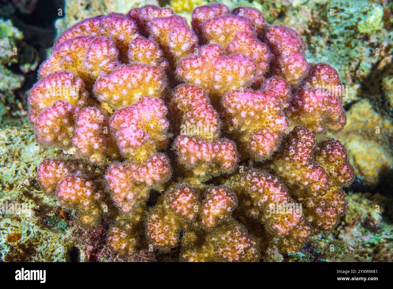 Port Ghalib befindet sich in Marsa Alam an der südlichen Korallenküste des Roten Meeres in Ägypten, Himbeerkoralle Pocillopora damicornis Stockfoto