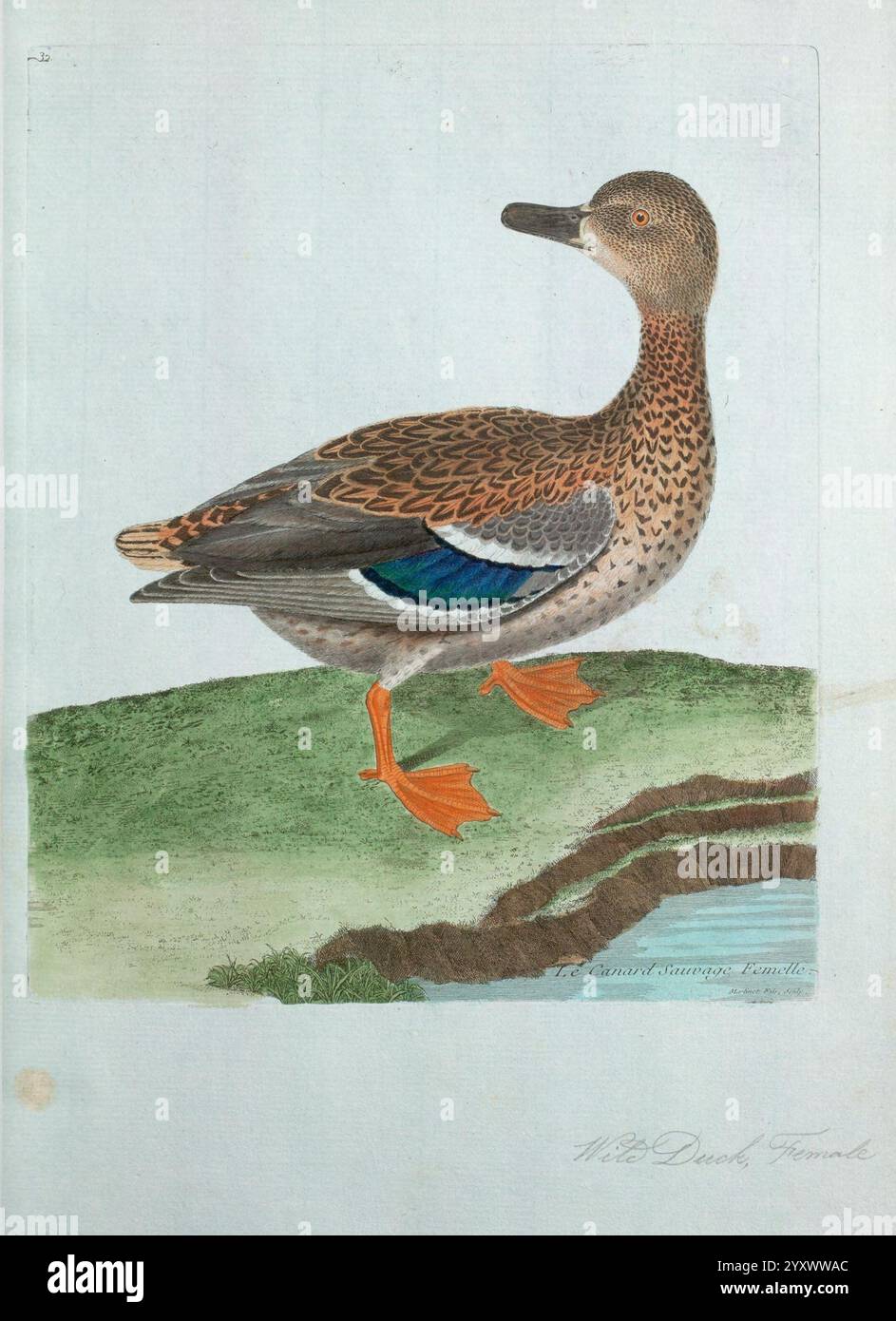 Ornithologie, Paris, der Künstler, 1773-1792, Vögel, Bildwerke, Eine detaillierte Abbildung einer Ente, die auf einem grasbewachsenen Hügel steht. Die Ente zeigt ein reiches Muster von Braun und Bräunung auf ihren Federn, wobei ein deutliches blau-grünes Spekulum auf ihren Flügeln sichtbar ist. Der schlanke Hals und der lange Körper sind klar definiert, und die orangen Beine des Vogels sind vor dem üppig grünen Hintergrund hervorzuheben. Die Szene fängt die Eleganz der Ente in einer natürlichen Umgebung ein und zeigt ihre einzigartigen Farben und Eigenschaften. Stockfoto