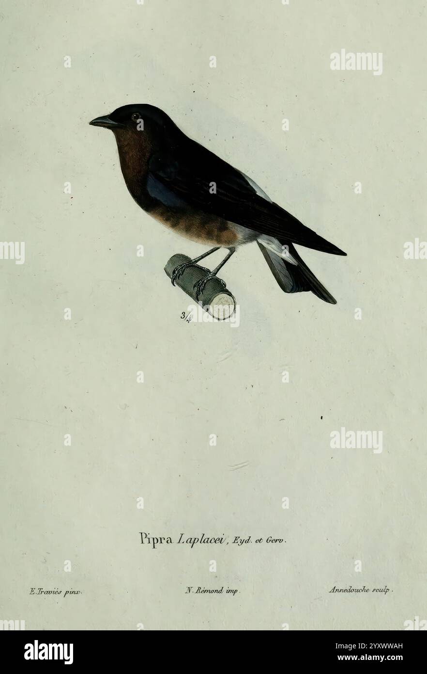Oiseaux, Paris, A. Bertrand, 1839, Birds, Pipra laplacei, Jean Gabriel Prêtre, Eine detaillierte Darstellung der Pipra leptorhynchos, einer Art, die für ihre auffälligen Merkmale bekannt ist. Der Vogel ist im Profil dargestellt und zeigt seinen schlanken Körper und seine unverwechselbare Farbe, darunter ein sattes, tiefes Blau auf der Oberseite und eine warme Kastanienfarbe auf der Brust. Er steht auf einem kleinen, zylindrischen Zweig und betont seinen natürlichen Lebensraum. Das Kunstwerk zeigt komplexe Details, die die Textur der Federn und die Form des Schnabels hervorheben und so zum Verständnis des anatoms des Vogels beitragen Stockfoto