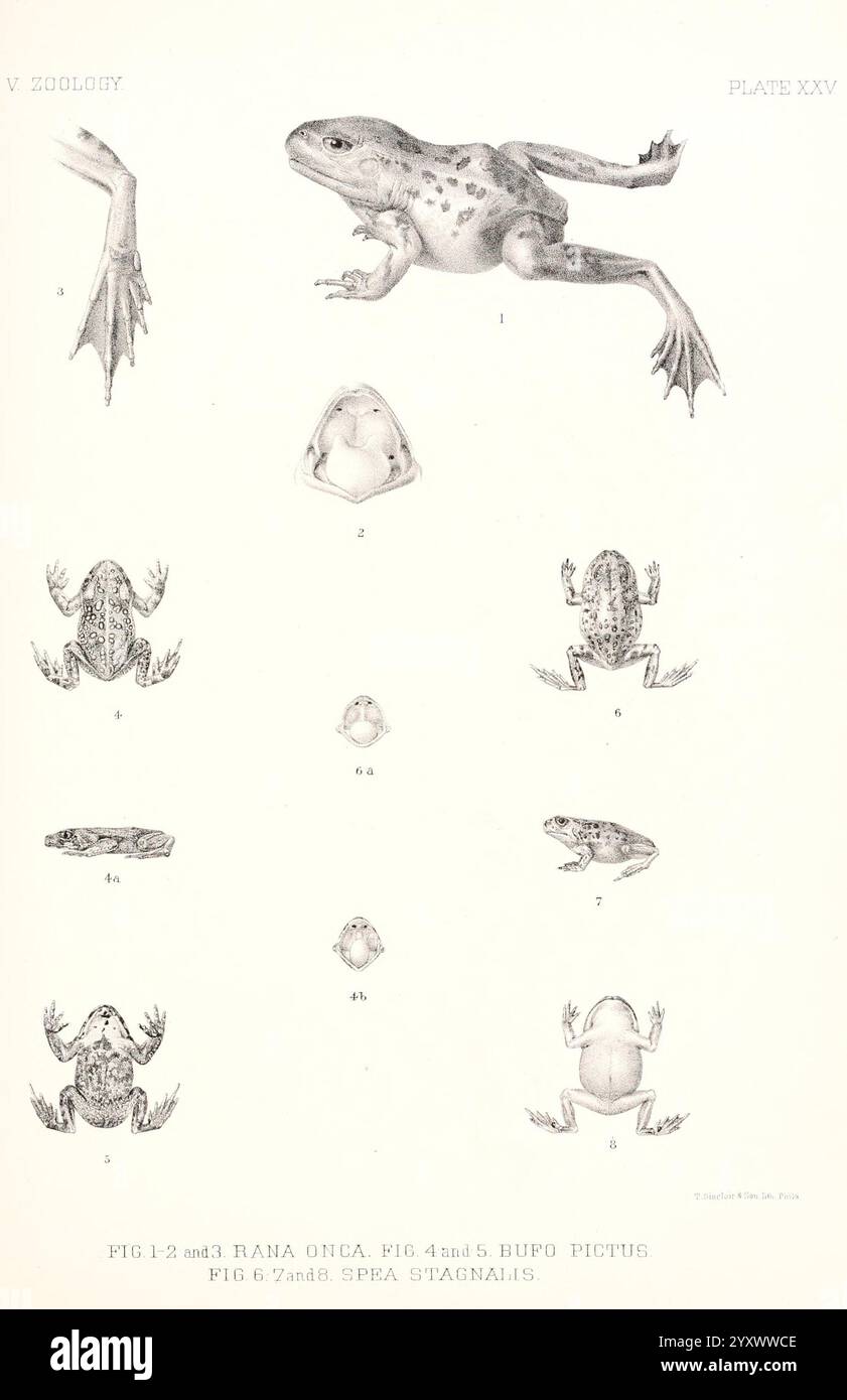 Bericht über die geographischen Untersuchungen der Vereinigten Staaten westlich des hundertsten Meridians Washington D. C, G.P.O, 1875-1889, amerikanisch, Astronomie, Beschreibung und Reisen, Entdeckungen in Geographie, Entdeckung und Erkundung, Geologie, Indianer Nordamerikas, Sprachen, Karten, Naturgeschichte, Umfragen, Vereinigte Staaten, West U. S, Rana onca, Bufo pictus, Spea stagnalis, Eine detaillierte wissenschaftliche Illustration, die verschiedene Arten von Fröschen zeigt, unterteilt in verschiedene Abschnitte. Die obere Hälfte zeigt mehrere Darstellungen von zwei Arten, die als Rana unca identifiziert wurden, und zeigt ihre einzigartigen anatomischen Merkmale von unterschiedlichen Arten Stockfoto