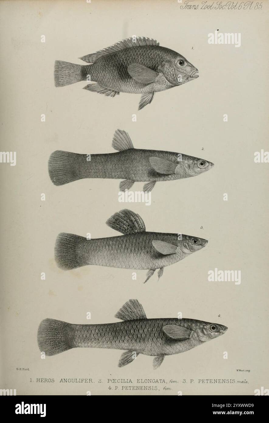 Transaktionen der Zoological Society of London, London, veröffentlicht für die Zoological Society of London von Academic Press, Zoology, zeigt diese Illustration eine Reihe von vier Fischarten in einer Seitenansicht für anatomische Klarheit. An der Spitze ist der erste Fisch mit dem Aufdruck „Heros Angulifer“ gekennzeichnet, der sich durch seinen robusten Körper und seine markanten Flossen auszeichnet. Die zweite, „Pecilia elongata“, zeigt eine länger gezogene Form, mit feinen Flossen, die ihr stromlinienförmiges Aussehen verstärken. Die dritte Art weist einzigartige Merkmale auf, die sie mit der Gattung 'Heros' in Einklang bringen, während der vierte Fisch weiterhin als W eingestuft wird Stockfoto