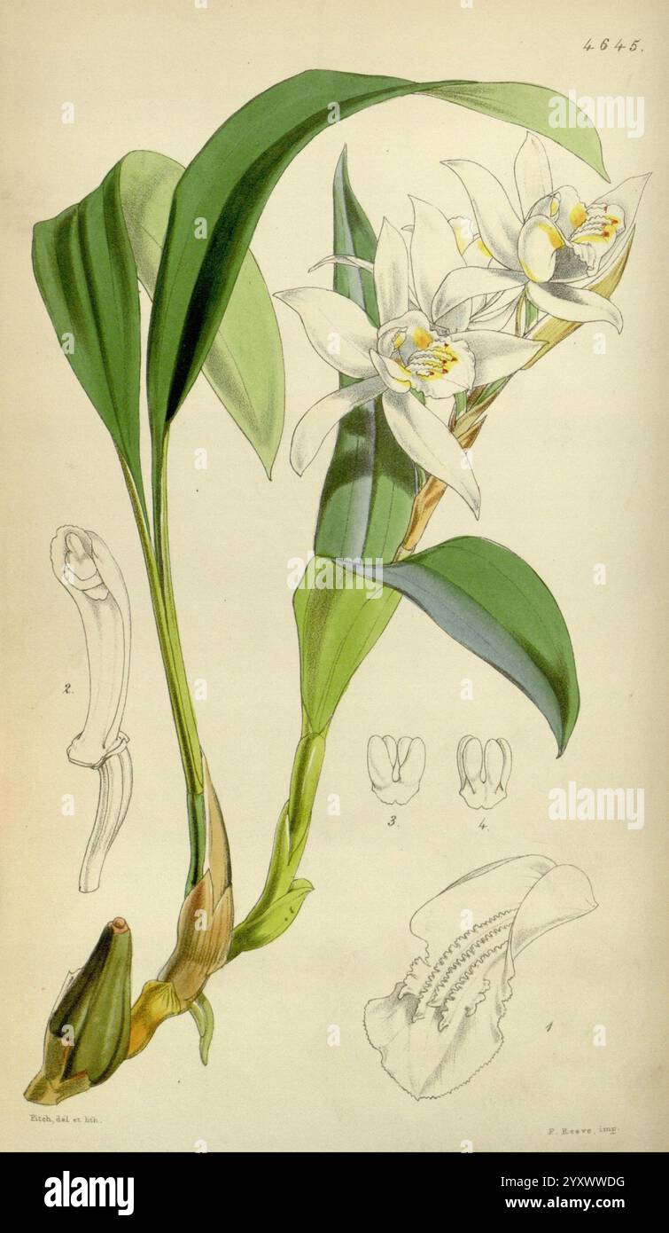 Curtis's Botanical Magazine London New York Botanical Illustration Botanical Zeitschriften Bildwerke Pflanzen ornamental Curtis, Eine botanische Illustration mit einem schlanken Stiel mit üppig grünen Blättern und einer Gruppe von zarten, weißen Blumen. Die Blüten zeichnen sich durch ihre eleganten Blütenblätter aus, die durch ihre komplizierten Details eine subtile Textur freigeben. Die Hauptabbildung wird durch kleinere Skizzen einzelner Blumenteile ergänzt, die ihre anatomischen Merkmale, wie die Form der Blütenblätter und die Anordnung der Fortpflanzungsstrukturen, zeigen. Die Gesamtkomposition hebt das hervor Stockfoto