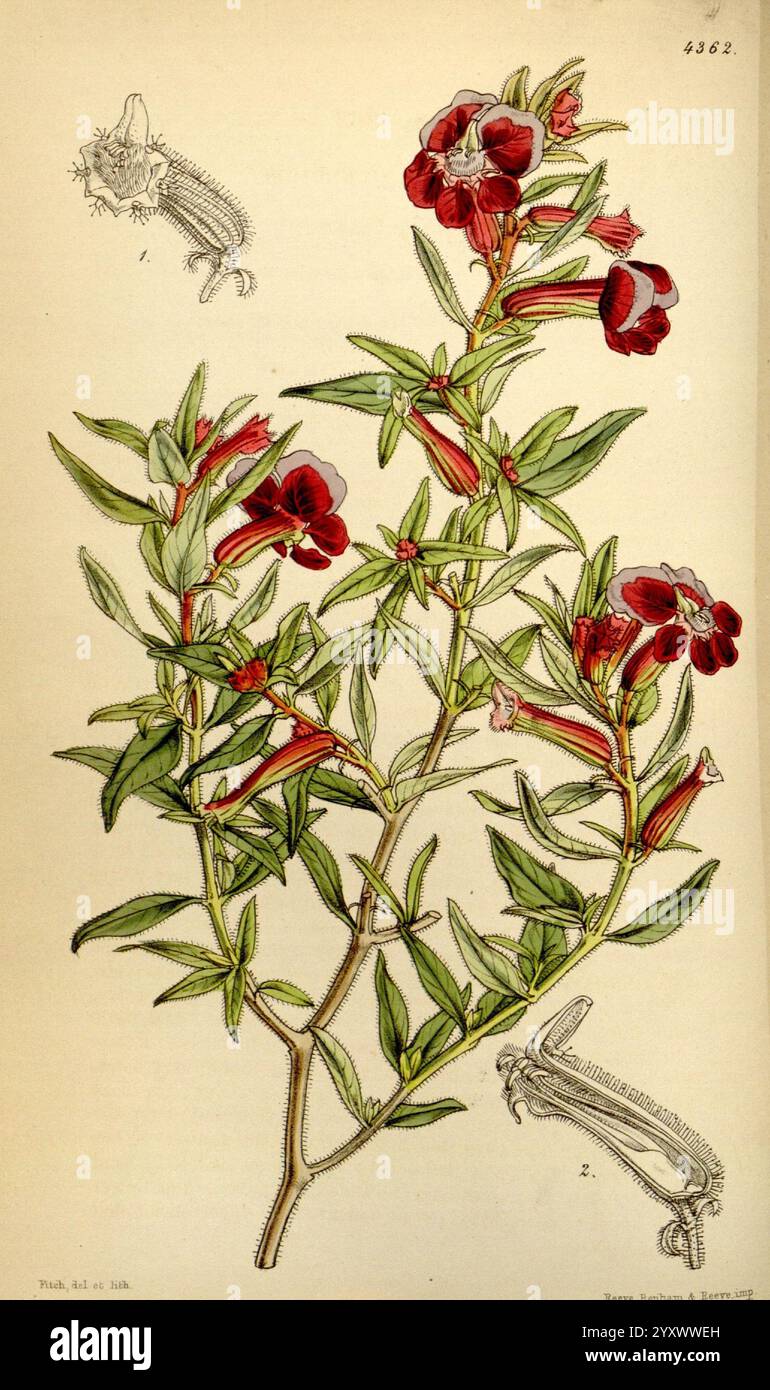 Curtis's Botanical Magazine London New York etc. Botanische Illustration Botanik Zeitschriften Bildwerke Pflanzen ornamental Curtis, die Illustration zeigt eine zarte blühende Pflanze mit leuchtenden roten Blüten und schlanken grünen Blättern. Die Pflanze scheint mehrere Stiele zu haben, was ihre üppige Gesamtheit verstärkt. Zur Hauptdarstellung gehören kleinere Skizzen mit wichtigen botanischen Details, die wahrscheinlich Merkmale wie die Blütenstruktur und möglicherweise sogar Samen oder Früchte hervorheben. Dieses Kunstwerk spiegelt die komplexe Schönheit der Natur wider und zeigt die elegante Form und detaillierte Anatomie der Pflanze. Stockfoto