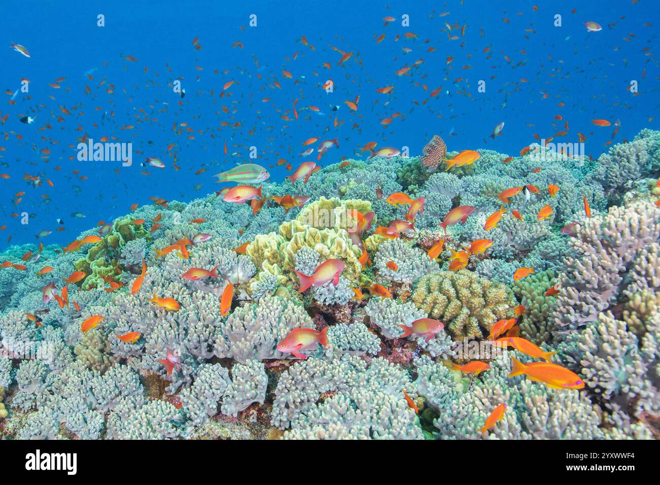 Zweifarbiger Puller Chromis dimidiata, Korallenbarsch Cephalopholis miniata, Hartkorallen Millipora sp, Hartkorallen Pocillopora verrucosa, Juwelenfee-Wanne Stockfoto