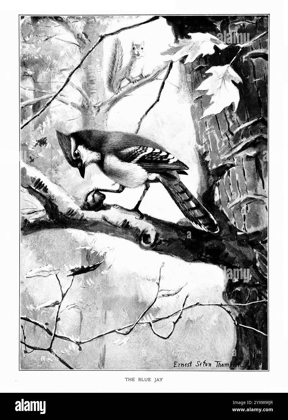 Vogelporträts, Boston, Ginn & Company, 1901, Birds, Blue jay, Cyanocitta cristata, Ein Blue jay thront anmutig auf einem Zweig und durchsucht seine Umgebung. Mit seinem markanten Gefieder bildet der Vogel einen wunderbaren Kontrast vor dem Hintergrund von Blattzweigen und einem sanft verarbeiteten Eichhörnchen, das hinter einem Baum hinausschaut. Die komplizierten Details der blauen jay's Federn und die zarte Textur der Blätter verstärken die natürliche Schönheit der Szene, während die Gesamtkomposition einen ruhigen Moment in der Natur einfängt. Die Signatur des Künstlers wird elegant unter der Szene dargestellt und fügt eine Person hinzu Stockfoto