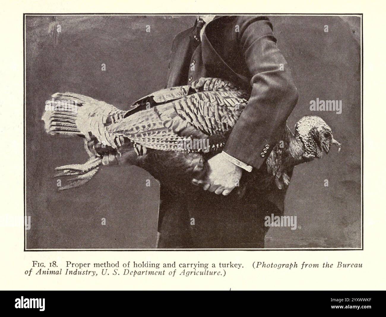 Türkei, Raising, New York, Orange, Judd, Verlagswesen, Firma, 1922, Truthühner, Eine Person demonstriert die richtige Methode, um einen truthahn zu halten und zu transportieren. Sie greifen den truthahn sicher und stellen sicher, dass sein Körper gestützt wird, während der Kopf des Vogels nach außen zeigt. Diese Technik soll die Belastung des Tieres während des Transports minimieren und unterstreicht die Wichtigkeit des Umgangs mit Tieren mit Sorgfalt. Die Zusammensetzung betont das Gleichgewicht zwischen Individuum und truthahn und zeigt den praktischen Ansatz der Tierhaltung. Stockfoto