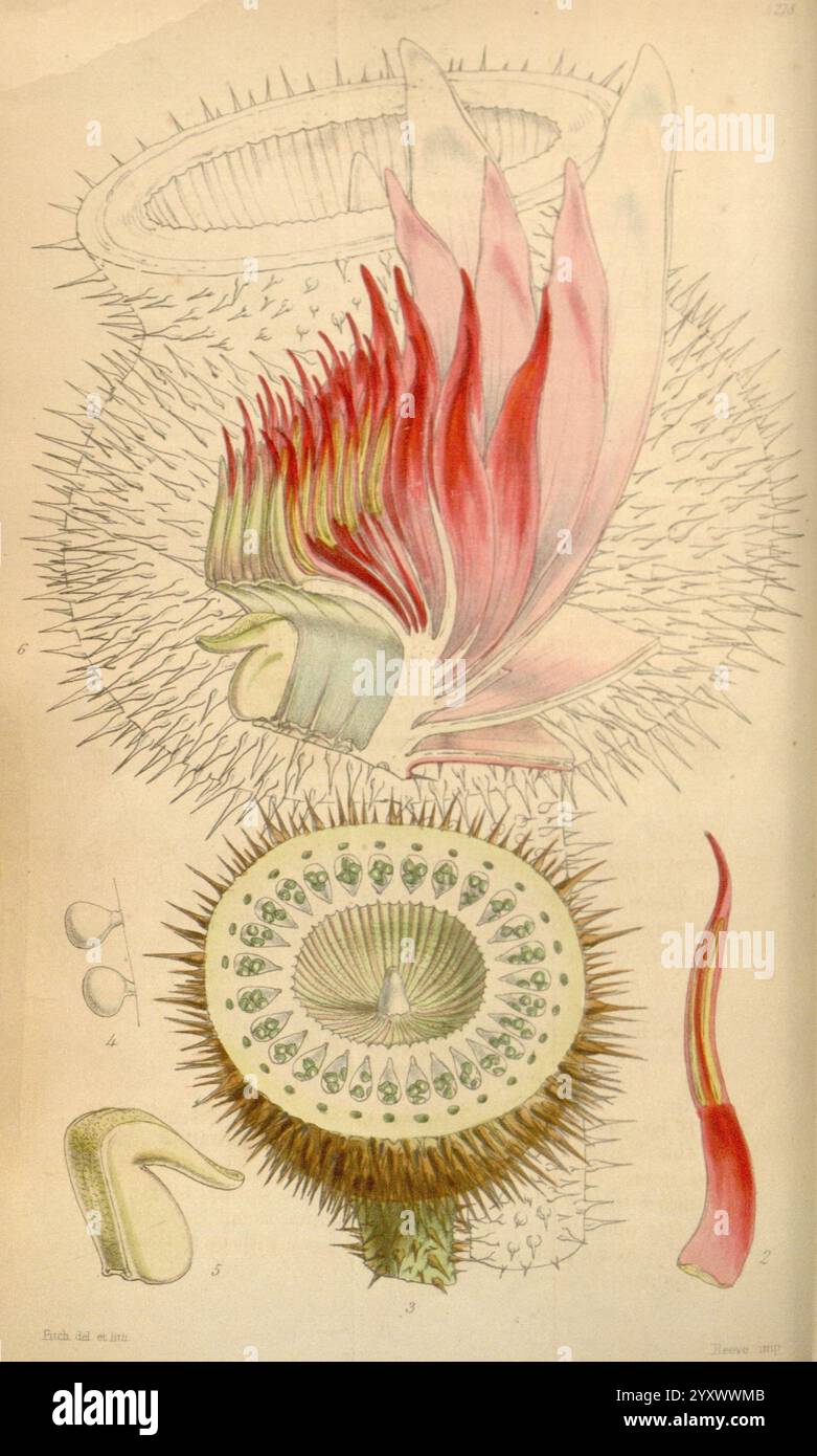 Curtis's Botanical Magazine London, New York Botanical Illustration Botanical Periodicals Pictorial Works Plants Ornamental Curtis Victoria Regia Victoria Regina Victoria Amazonica Taxonomie: Familie = Nymphaeaceae Waterlily Victoria Waterlily Geo: Kontinent = Südamerika Amazonasbecken, diese Illustration zeigt die komplizierte Struktur eines Kaktas und hebt seine einzigartigen Merkmale hervor. Im oberen Bereich sind leuchtende, lang gezogene Blüten mit zarten Blütenblättern zu sehen, umgeben von feinen Haaren oder Stacheln, die der Komposition Textur verleihen. Unten zeigt ein kreisförmiger Blick den Querschnitt des Kaktusses, der enthüllt Stockfoto