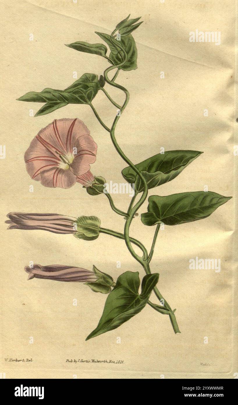 Curtis's Botanical Magazine London New York etc. Botanische Illustration Botanik Zeitschriften Bildwerke Pflanzen ornamental Curtis, Eine zarte Illustration zeigt eine Weinrebe mit üppigen, grünen Blättern und einer Gruppe von Blüten. Die markante Blüte mit ihren sanften Rosa-Tönen und dezenten Adern zeigt eine elegante Trompetenform, die typisch für die Morgendämmerung ist. Mehrere Knospen hängen anmutig an der Weinrebe, was auf die mögliche Blüte neuer Blüten hindeutet. Die Handwerkskunst unterstreicht die komplizierten Details des Laubs und der Blütenblätter und vermittelt ein Gefühl natürlicher Schönheit und botanischer Präzision. Stockfoto