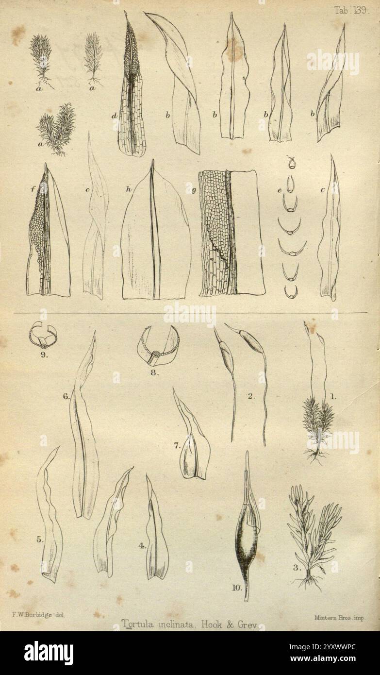 Journal of Botanik, British and Foreign. London, Robert Hardwicke, 1863-1942. Botanik, Großbritannien, Zeitschriften, Pflanzen, diese Illustration zeigt eine Reihe detaillierter botanischer Zeichnungen, die verschiedene Formen der Pflanzenart Larnula mutina zeigen, wie sie von Hooker und Gray beschrieben wird. Jede Figur ist sorgfältig beschriftet und nummeriert, wodurch die verschiedenen Blattformen und -Strukturen hervorgehoben werden. Im oberen Abschnitt werden langgezogene Blattproben mit unterschiedlichen Texturen und Designs angezeigt, während im unteren Teil Bilder kleinerer Blätter und zusätzlicher Pflanzenmerkmale angezeigt werden, die die Vielfalt dieser Blätter veranschaulichen Stockfoto