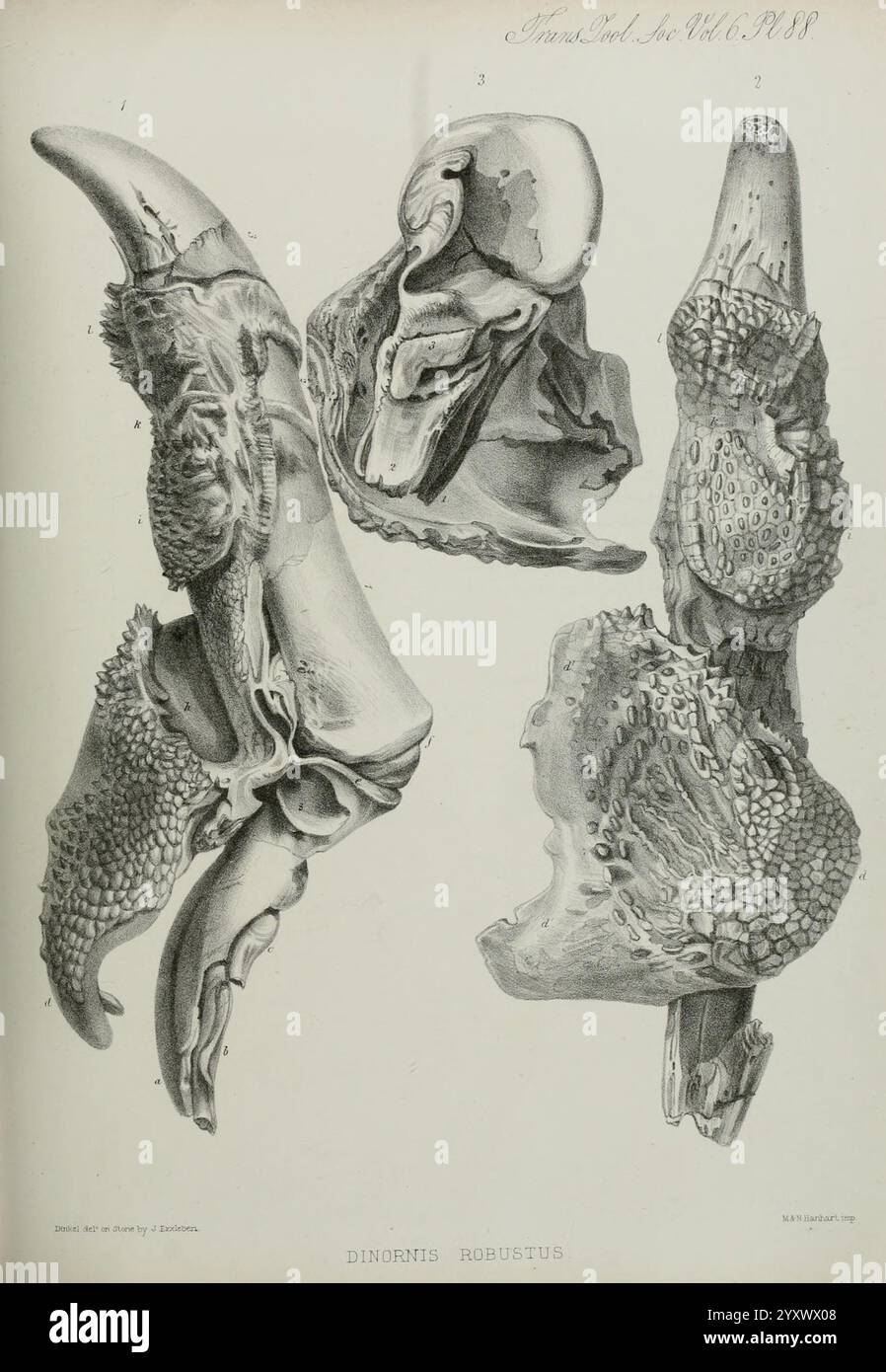 Transaktionen, of, the, Zoological, Society, of, London, veröffentlicht, für die, Zoological, Society, of, London, by, Academic, Presse, Zoologie, diese komplizierte Illustration zeigt verschiedene anatomische Studien der gepanzerten Körperteile eines Dinosauriers, insbesondere die robuste Textur und Struktur seiner Hautplatten und Krallen. Die detaillierten Renderings verdeutlichen die Komplexität und Vielfalt der einzelnen Komponenten und zeigen die unterschiedlichen Merkmale der Morphologie des Dinosauriers. Jeder Abschnitt ist akribisch beschriftet, was einen Einblick in die evolutionären Anpassungen dieses prähistorischen Kreas bietet Stockfoto