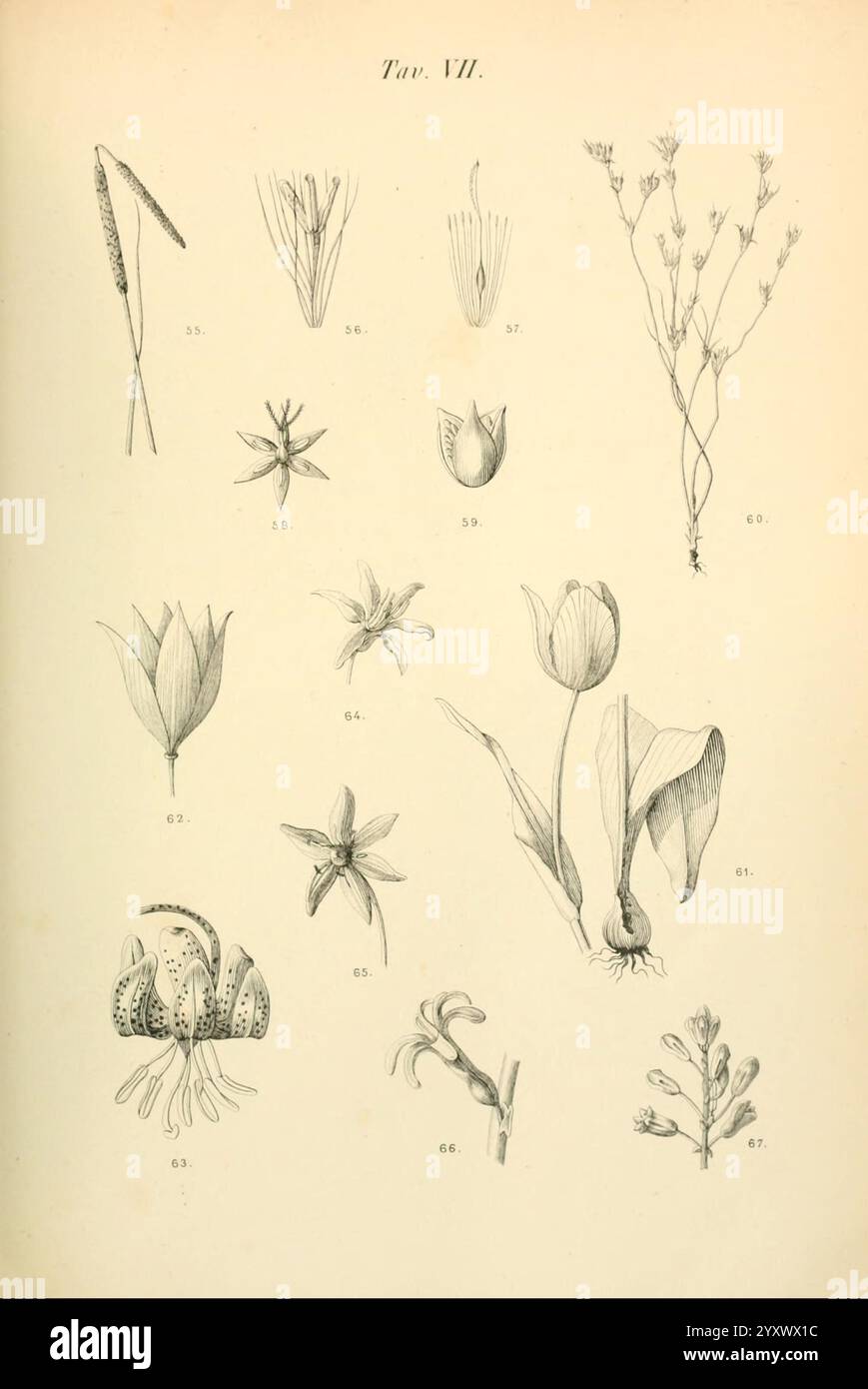 Flora marchigiana, Pesaro, Premiato Stab. tipo-beleuchtet. Federici, 1890-1891, Italien, Marken, Werke, diese detaillierte Abbildung zeigt eine Vielzahl von botanischen Proben, die jeweils mit einer entsprechenden Nummer zur Identifizierung gekennzeichnet sind. Das Arrangement zeigt eine Mischung aus floralen Formen und Strukturen, die die Vielfalt der Pflanzenwelt hervorheben. Einige Pflanzen, wie die elegante Tulpe und die zarten sternförmigen Blüten, weisen komplizierte Blütenblätter auf, während andere einzigartige Profile und Wachstumsmuster aufweisen. Unter den Exemplaren gibt es eine Ansammlung stilisierter Blätter und blühender Stiele, die das visuelle Interesse des Dämonen erhöhen Stockfoto