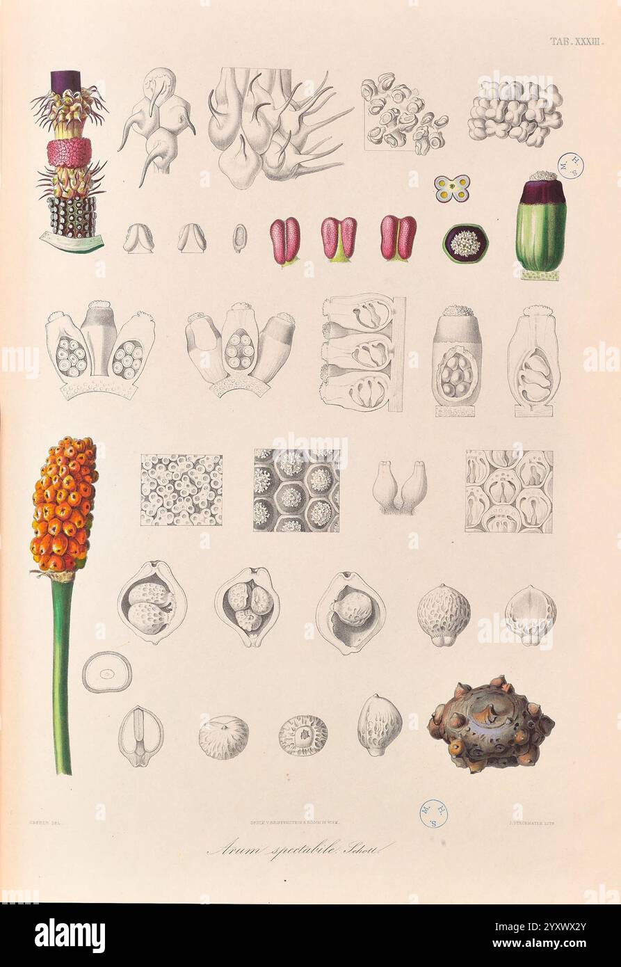 Icones Aroidearum, Vindobonae, 1857, araceae, Bildwerke, Aroids, arum Spectabile, Eine Zusammenstellung komplizierter botanischer Illustrationen, die verschiedene Pflanzenstrukturen und Fortpflanzungsorgane zeigen. Das Layout zeigt verschiedene Phasen der Blüte, Samenbildung und verschiedene Pflanzenanatomien mit Schwerpunkt auf Texturen und Details. Elemente wie Blumenarrangements, Querschnitte verschiedener Saatgutarten und verschiedene Arten von Bestäubungsmethoden werden dargestellt, was die Komplexität und Schönheit der Pflanzenwelt unterstreicht. Jede Illustration ist beschriftet, um einen wissenschaftlichen Kontext zu vermitteln und die St Stockfoto