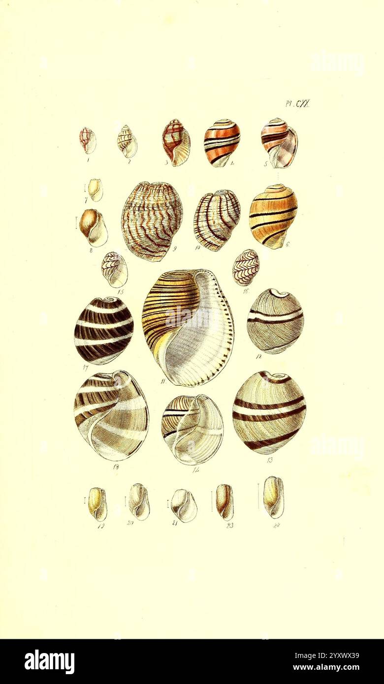 Thesaurus conchyliorum, oder Monographien der Gattungen der Muscheln, London, Sowerby, 1847-1887, Weichtiere, Bildwerke, Muscheln und Eine Vielzahl von detailreich gestalteten Muscheln werden gezeigt, die einzigartige Muster, Farben und Formen zeigen. Jede Schale ist als Referenz nummeriert und hebt ihre verschiedenen Formen hervor, von glatten, zylindrischen Strukturen bis hin zu aufwändigeren gerippten und spiralförmigen Designs. Die Anordnung der Muscheln unterstreicht ihre natürliche Schönheit und zeigt die komplizierte Handwerkskunst der Natur. Der Hintergrund verbessert die Klarheit der einzelnen Proben und ermöglicht so eine Wertschätzung der fi Stockfoto