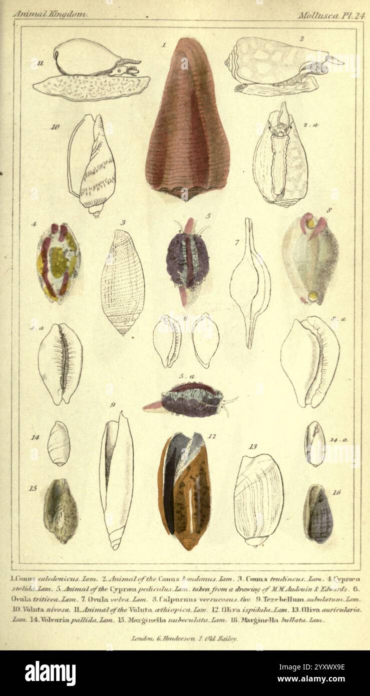 Das Tierreich, nach seiner Organisation London, G. Henderson, 1834 angeordnet. London, London, eine illustrierte Zusammenstellung mit verschiedenen Muschelschalen, die ihre unterschiedlichen Formen und Texturen zeigen. Das Arrangement umfasst mehrere Arten, die mit entsprechenden Nummern gekennzeichnet sind, wobei jede die besonderen Merkmale der Weichtiere veranschaulicht. Die detaillierten Darstellungen heben die komplizierten Muster und Strukturen der Muscheln hervor und betonen die natürliche Schönheit und Vielfalt dieser Gruppe von Meerestieren. Das Kunstwerk dient sowohl einem pädagogischen als auch einem ästhetischen Zweck und reflektiert Stockfoto