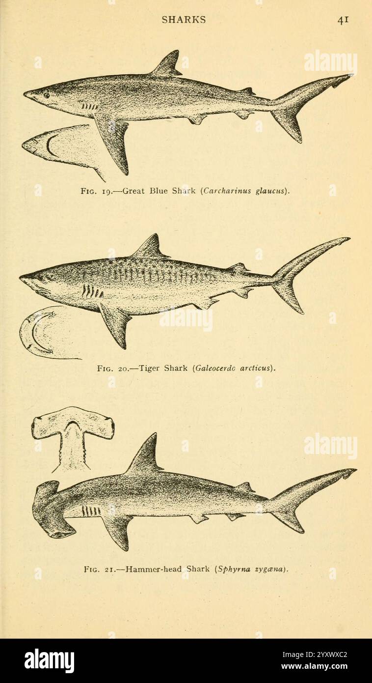 Feldbuch der Riesenfische, New York, G. P. 1949, Haie, Wale, Woods Hole, Fish, Sphyrna zygaena, Prionace glauca, Galeocerdo cuvier, eine wissenschaftlich illustrierte Darstellung von drei bedeutenden Haiarten, die ihre unterschiedlichen Körperformen und Merkmale zeigen. Oben ist der große Blauhai (Carcharhinus glauca) mit seiner langen Form und stromlinienförmigen Silhouette dargestellt. Darunter ist der Tigerhai (Galeocerdo cuvier) hervorgehoben, der für seinen robusten Körper und seine charakteristischen Streifen bekannt ist. Schließlich ist der Hammerhai (Sphyrna zygaena) zu sehen, der für seine einzigartige Kopfform bekannt ist Stockfoto