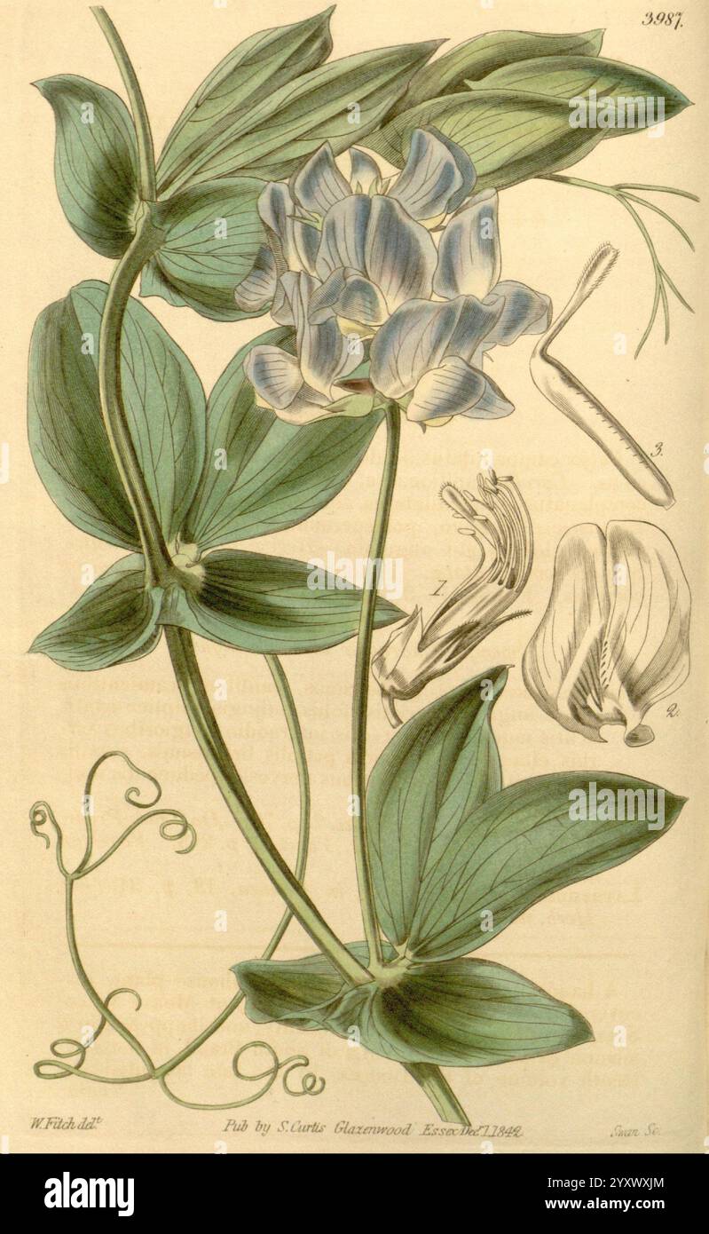 Curtis's Botanical Magazine London New York etc Botanische Illustration Botanik Zeitschriften Bildwerke Pflanzen Ornamental Curtis, Eine botanische Illustration mit einer zarten blühenden Pflanze, die sich durch breite, längliche grüne Blätter und auffällige blau-weiße Blüten auszeichnet. Die Komposition hebt die komplizierten Details der Blumen hervor, einschließlich ihrer einzigartigen Formen und Strukturen. Stiele und Ranken sind elegant dargestellt und veranschaulichen die Kletternatur der Pflanze. Um die Hauptpflanze herum befinden sich beschriftete Diagramme, die die Anatomie der Blüten näher beleuchten und Blütenblätter und Reprod zeigen Stockfoto