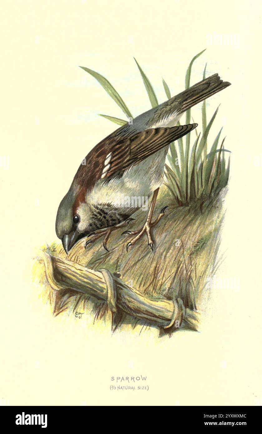 Vertraut Wild Birds V 1 London New York Cassell 1883 Birds Dictionaries Pictorial Works Sparrow Passer domesticus Eliza Turk Women in Science Ornithology Walter Waysland House Sparrow Eliza Turk, Ein Spatz wird mit einem fokussierten Ausdruck dargestellt, während er auf den Boden pickt. Die Federn sind in einer Mischung aus Braun und Grau gehalten und fügen sich harmonisch in die natürliche Umgebung ein. Zarte Grasklingen bilden den Rahmen für die Szene, während die Details des Spatzes, darunter der kurze Schnabel und die kleinen, perligen Augen, hervorgehoben werden. Die Komposition fängt das Wesen dieses kleinen Vogels ein, zeigt seine Neugier und Stockfoto