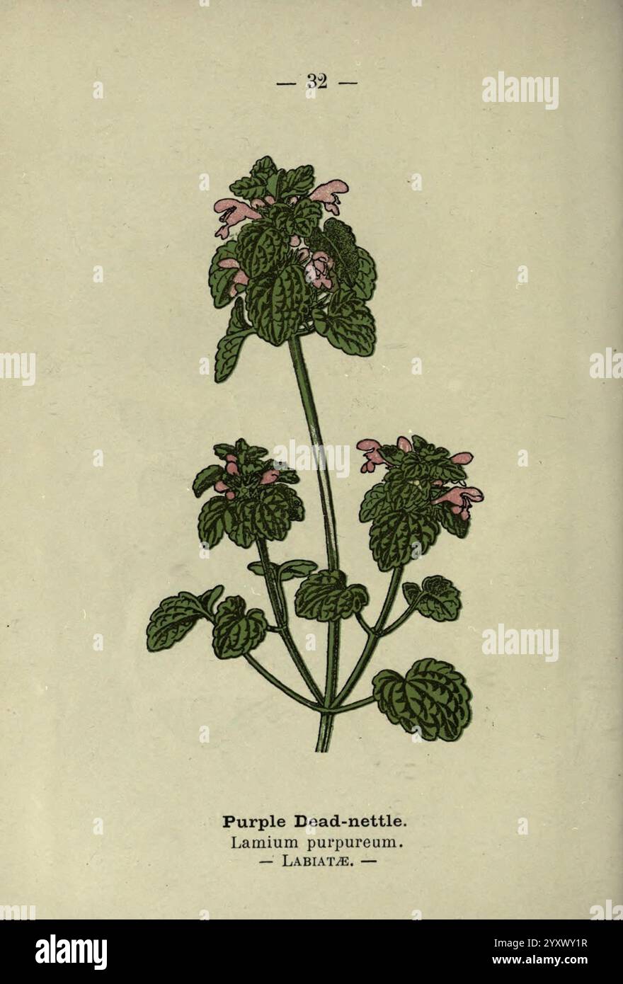 Wayside and Forest Blossoms, London, F. warne, 1895. Großbritannien, Wildblumen, Identifizierung, Botanik, Lamiumpurpureum, die Abbildung zeigt eine Pflanze, die als Purple Dead-Nessel bekannt ist und wissenschaftlich als Lamium purpureum klassifiziert wurde. Er verfügt über einen hohen, aufrechten Stiel mit herzförmigen Blättern, die einen satten grünen Farbton und eine markante gezackte Kante aufweisen. Zarte Gruppen kleiner rosafarbener Blüten tauchen oben auf, die eine dezente, aber charmante Schönheit zeigen. Diese Pflanze gehört zur Familie der Lamiaceae, die häufig in Gärten und Wiesen vorkommt, und ist für ihren ökologischen Nutzen als Nektar bekannt Stockfoto