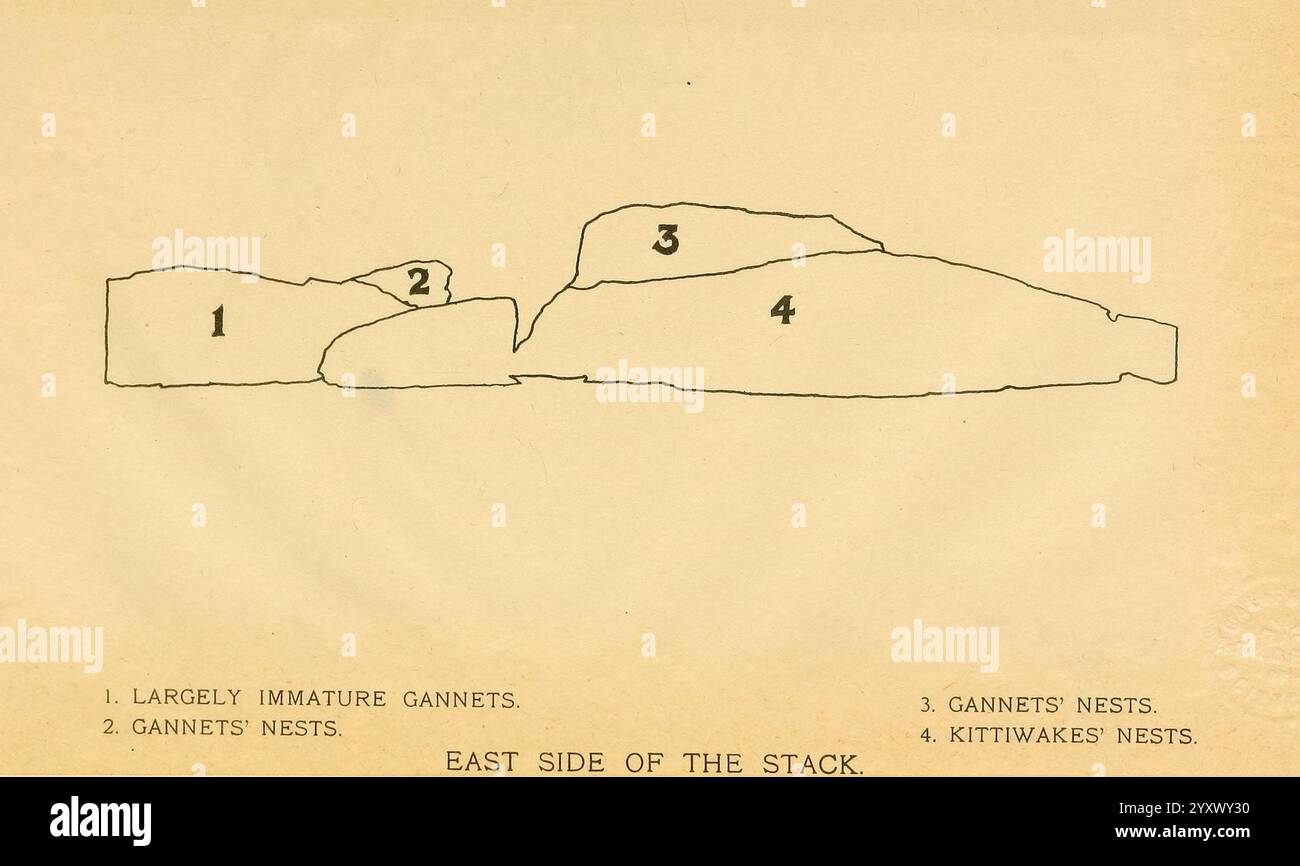 Das ibis London wurde für die British Ornithologists' Union von Academic Press Ornithology Periodicals veröffentlicht. Diese Abbildung zeigt ein detailliertes Diagramm, das die Ostseite eines Stapels darstellt und mit numerischen Anmerkungen versehen ist. Das Diagramm enthält vier verschiedene Teile, die jeweils von 1 bis 4 nummeriert sind. Die Etiketten weisen auf verschiedene Attribute oder Typen hin, was ein Klassifizierungssystem für die Stapel vorschlägt. Die Linien sind präzise und geben die Begrenzungen und Formen der dargestellten Elemente an. Der Kontext deutet auf eine spezifische Untersuchung oder Analyse hin, die möglicherweise mit geologischen Formationen und archäologischen Funden zusammenhängt Stockfoto