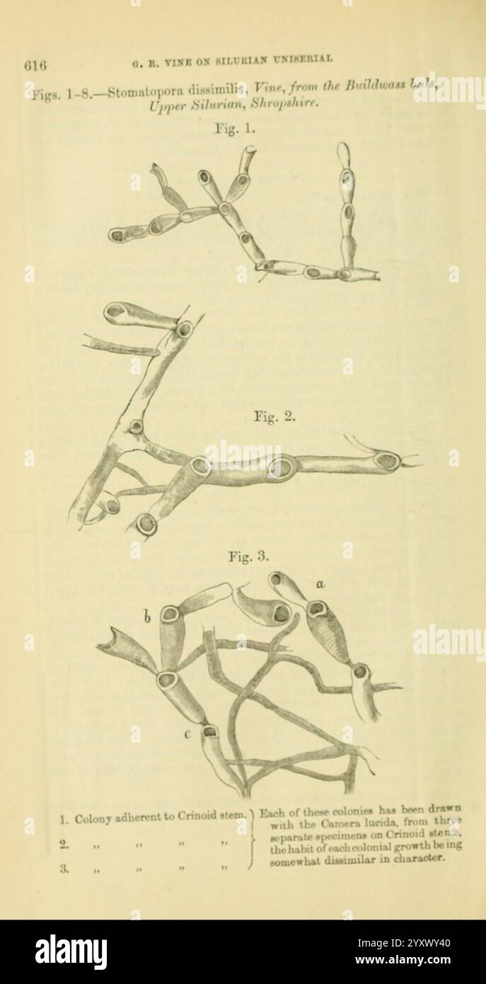 The Quarterly Journal of the Geological Society of London, v. 37 (1881). London, Geologie, Zeitschriften, die Illustration zeigt eine Reihe von Figuren, die die strukturellen Formationen des Organismus Stauridium dinellum darstellen, wie sie von den Boldons Left in Upper Shropshire, Shropshire, beobachtet werden. Abbildung 1 zeigt die Anordnung der Kolonien und hebt die für diesen Organismus charakteristischen miteinander verbundenen Strukturen hervor. Abbildung 2 zeigt die einzelnen Elemente genauer und erläutert deren Morphologie. In Abbildung 3 werden Variationen der Kolonienformen dargestellt, wobei Beschriftungen auf bestimmte Merkmale hinweisen. Diese Deta Stockfoto