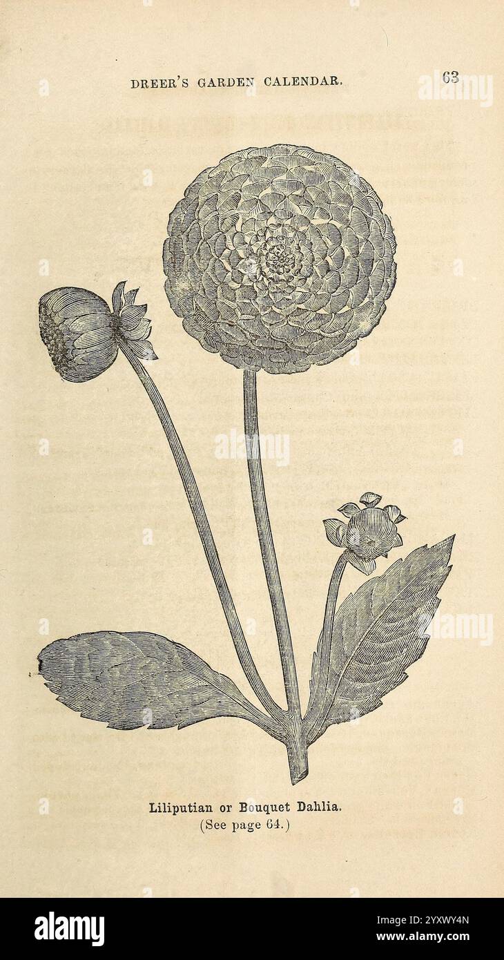 Dreers Gartenkalender, 1868, Philadelphia, Pa, Henry A. Dreer, 1868, Blumen, Gartenbau, Saatgut, Kataloge, Gärtnerei, Henry A. Dreer Firma, Gartengeschichten, in Blüte, Liliputian oder Bouquet Dahlia, eine Illustration zeigt eine detaillierte Darstellung einer Dahlienpflanze, insbesondere der Liliputian oder Bouquet Dahlia Sorte. Das Kunstwerk zeigt eine vollblütige, runde Blume mit mehrschichtigen Blütenblättern, begleitet von zwei Knospen in unterschiedlichen Entwicklungsstadien. Die Blätter sind breit und strukturiert und betonen die florale Zusammensetzung. Unter dieser botanischen Darstellung gibt ein Etikett den Namen der Blume an Stockfoto