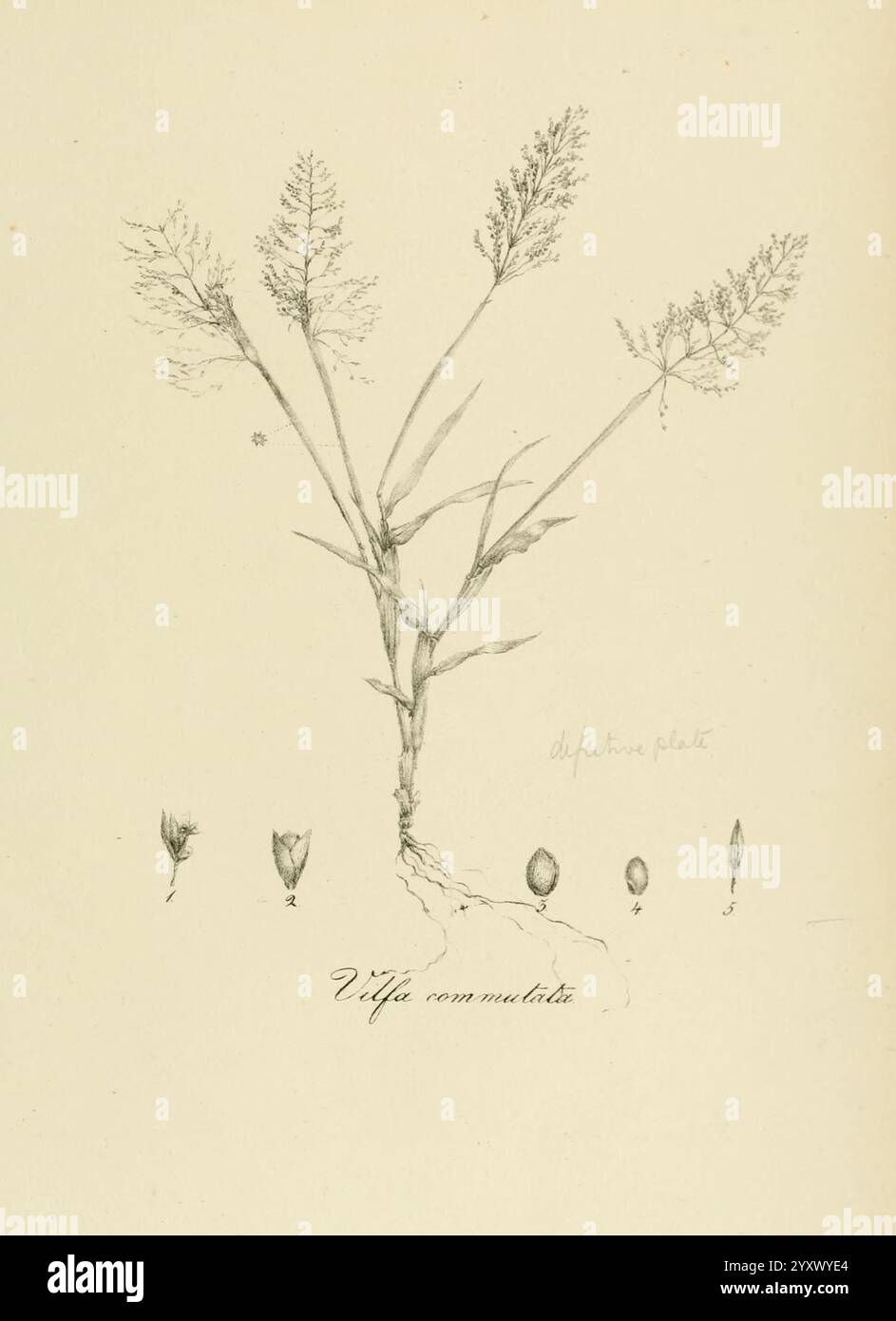 Art Graminum, Petropoli, Impensis Academiae Imperialis Scientiarum, 1828-1836, Gramineae, Bildwerke, Gräser, die Abbildung zeigt eine detaillierte botanische Studie einer Pflanze, die als Uffa conmultilobate identifiziert wurde. Die Zeichnung zeigt die Struktur der Pflanze mit mehreren schlanken Stämmen, die oben verzweigt sind und von denen jeder mit zarten Blütenbündeln verziert ist. Unter der Hauptdarstellung sind mehrere Samen oder Samenformen dargestellt, die einen Einblick in die Fortpflanzungsaspekte der Art geben. Jedes Element ist beschriftet, um das Verständnis zu verbessern und die komplizierten Details des p Stockfoto