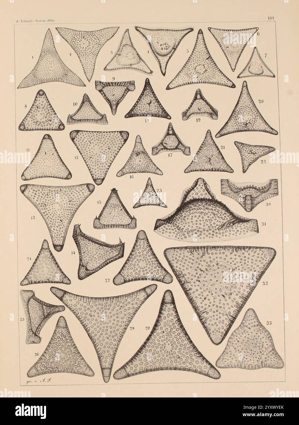 Atlas, der, Diatomaceen-Kunde, Leipzig, O.R. Reisland, 1874–19, Atlanten, Bacillariophyceae, eine komplexe Sammlung geometrischer Formen, die eine Vielzahl von empfindlichen Strukturen zeigt. Jede Figur zeigt einzigartige Muster und Texturen, die ihre unterschiedlichen Formen betonen. Das Arrangement umfasst spitze und geschwungene Designs, wobei einige feinere Details in den Umrissen aufweisen. Diese Formen scheinen von natürlichen Phänomenen inspiriert zu sein, die möglicherweise mikroskopische Organismen oder abstrakte Darstellungen biologischer Formen darstellen. Das Layout ist methodisch angelegt, sodass ein einfacher Vergleich von Größe und Kompilierung möglich ist Stockfoto