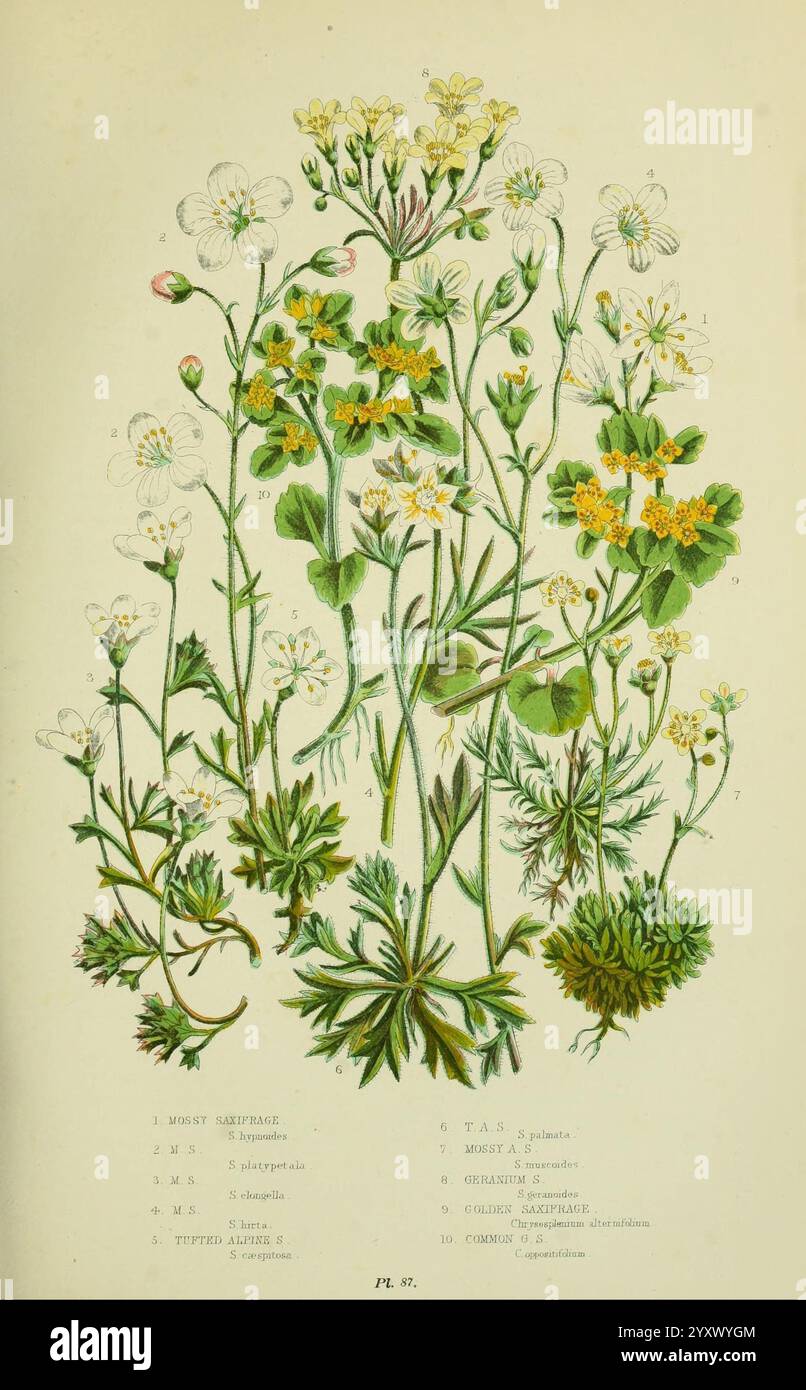 Die blühenden Pflanzen, Gräser, Seggen und Farne Großbritanniens. London, F. Warne, 1905. Floras, Großbritannien, Pflanzen, Anne Pratt, Frauen in der Wissenschaft, eine Sammlung botanischer Illustrationen mit verschiedenen Wildblumen, die sich durch ihre einzigartigen Formen und leuchtenden Farben auszeichnen. Das Arrangement zeigt zarte Blüten wie weiße Blüten mit fünf Blüten, gelbe Blüten und komplizierte Blattstrukturen. Jede Art ist mit begleitenden Etiketten nummeriert, die sie anhand ihrer gebräuchlichen und wissenschaftlichen Bezeichnungen identifizieren, was die Vielfalt der Flora unterstreicht. Das Design betont die ästhetische Schönheit Stockfoto