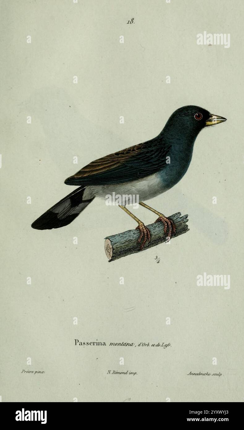 Oiseaux, Paris, A. Bertrand, 1839, Birds, Jean Gabriel Prêtre, Passerina montana, Eine wunderschön illustrierte Darstellung einer Passerina-Art, die auf einem schmalen Zweig thront. Der Vogel hat ein markantes dunkelblau-schwarzes Gefieder auf dem Rücken, das sich mit helleren Tönen an den Flügeln und Unterteilen abhebt. Sie verfügt über ein markantes Auge mit einer auffälligen roten Iris, die dem Gesamtbild einen Hauch von Lebendigkeit verleiht. Die elegante Haltung fängt das Wesen dieses Vogelkreaturen ein und zeigt seine zarte Form und die komplizierten Details seiner Federn. Diese Darstellung ist eine Hommage an den Charme der Ornithologie. Stockfoto