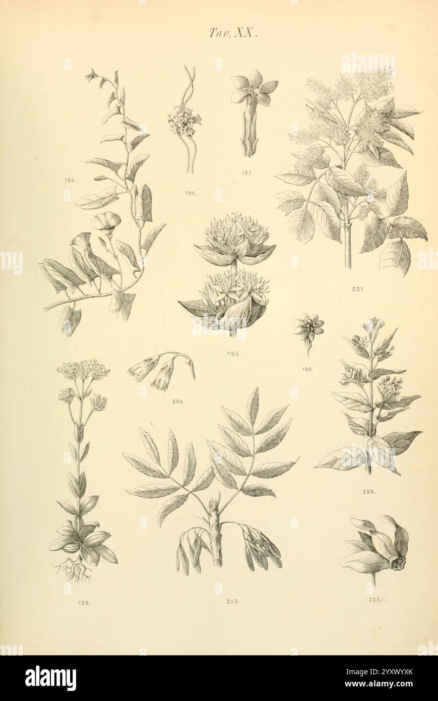 Flora marchigiana, Pesaro, Premiato Stab. tipo-beleuchtet. Federici, 1890-1891, Italien, Marken, Werke, eine Sammlung botanischer Illustrationen zu verschiedenen Pflanzenarten. Jede Pflanze ist akribisch detailliert und hebt einzigartige Merkmale wie Blätter, Blumen und Stiele hervor. Jeder Abbildung sind nummerierte Etiketten beigefügt, die ihre jeweiligen Identifikationsnummern angeben. Das Arrangement umfasst eine vielfältige Flora, die die Komplexität und Schönheit der natürlichen Welt demonstriert. Diese Zusammenstellung spiegelt einen Schwerpunkt auf botanische Studien und die Feinheiten der Pflanzenanatomie wider. Stockfoto