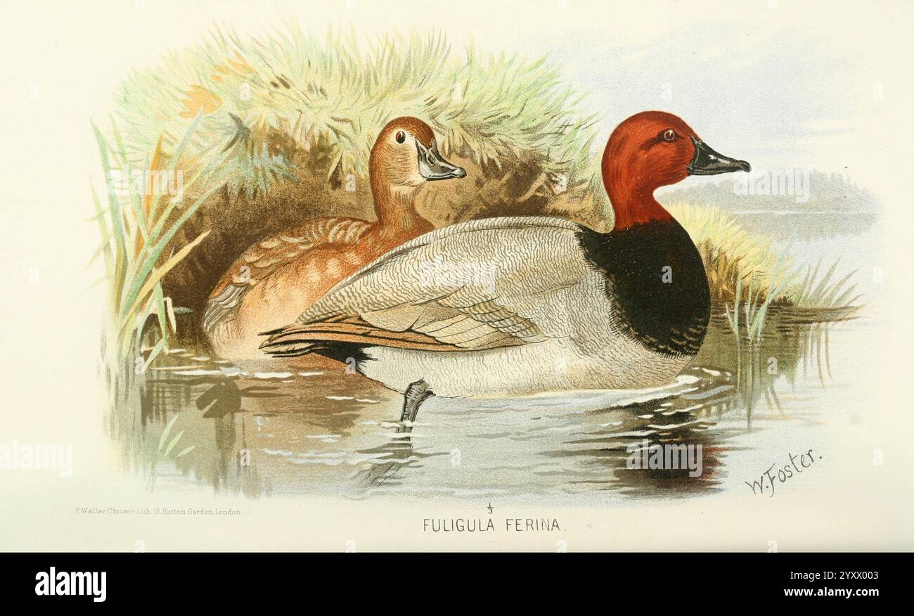 Inder, Sporting, Birds, London, Francis Edwards, 1915, Vögel, Wild und Wild Birds, Indien, ein Paar Enten steht anmutig am Wasserrand und zeigt ihr unverwechselbares Gefieder. Der männliche hat einen auffälligen roten Kopf und einen schlanken schwarz-weißen Körper, während das weibliche einen eher dezenten bräunlichen Farbton mit subtilen Markierungen zeigt. Üppiges Grün und sanfte Wellen zieren den Hintergrund und schaffen eine ruhige, natürliche Umgebung. Die Szene fängt die elegante Schönheit und Vielfalt dieser Wasservögel ein und hebt ihre einzigartigen Eigenschaften und die ruhige Umgebung hervor, in der sie leben. Stockfoto