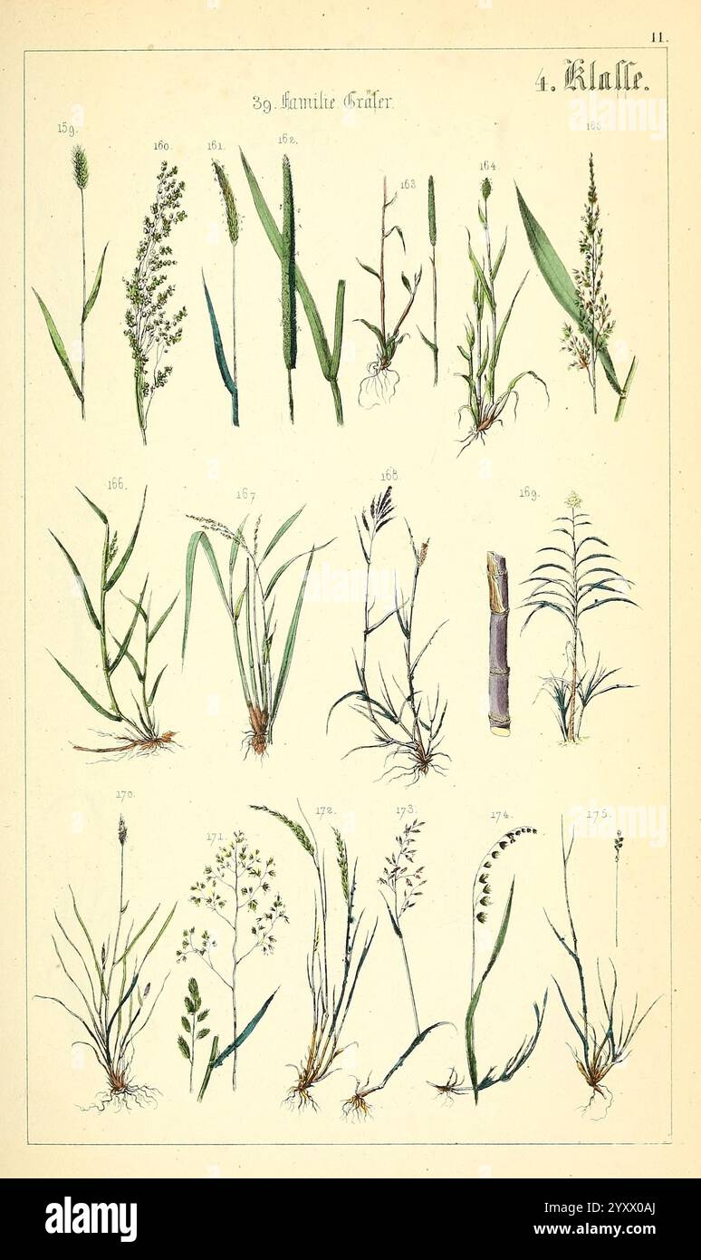 Populäre Botanik Stuttgart, Krais & Hoffmann, 1857, botanische Exploration, Pflanzen, diese Abbildung zeigt verschiedene Gräserarten, die sorgfältig in einem Gitterformat angeordnet sind. Jede Grasprobe ist mit einer Nummer gekennzeichnet, die ihre Klassifizierung oder Identifikation angibt. Die Zeichnung hebt die einzigartigen Eigenschaften jeder Pflanze hervor, einschließlich Variationen in Blattform, Stängelstruktur und Blütenmuster. Die Gesamtpräsentation betont die Vielfalt der Grasarten und bietet einen pädagogischen Einblick in Botanik und Pflanzentaxonomie. Die in der Abbildung erfassten Details spiegeln das i wider Stockfoto