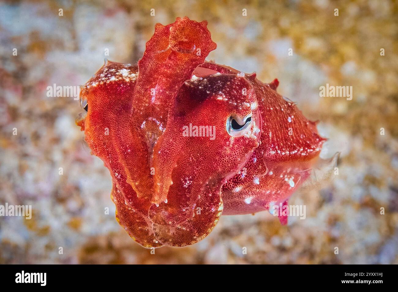 ZwergTintenfisch, Sepia bandensis, Triton Bay, West Papua, Indonesien Stockfoto