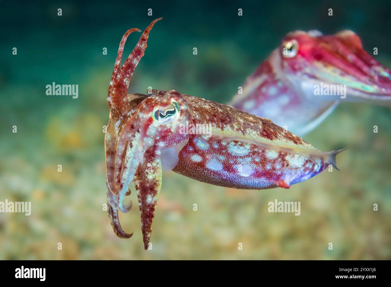 ZwergTintenfisch, Sepia bandensis, Triton Bay, West Papua, Indonesien Stockfoto