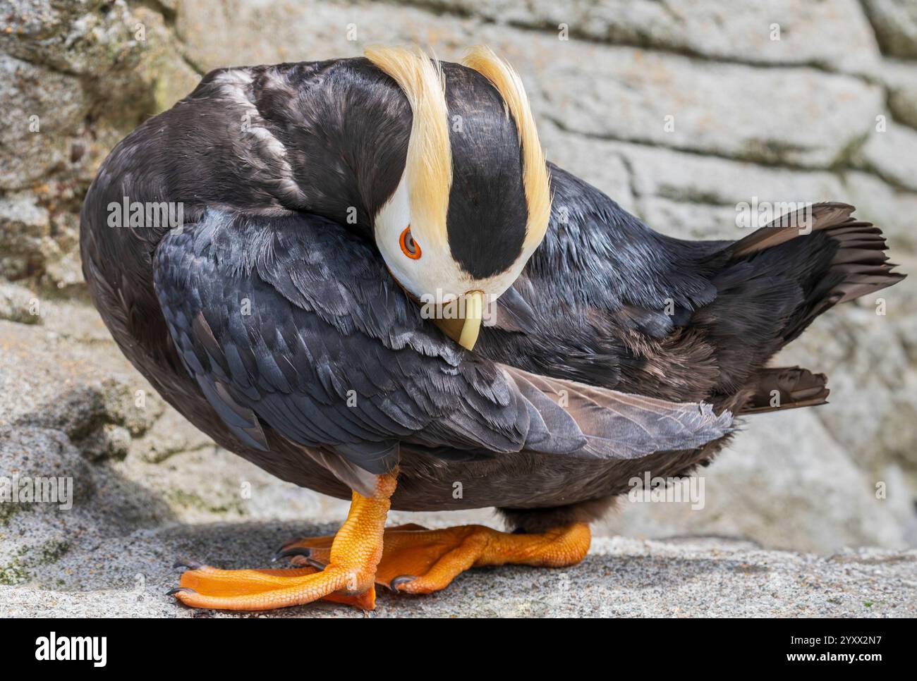 Oregon Coast Aquarium Newport Oregon, Preening, getuftete Papageientaucher Fratercula cirrhata Stockfoto