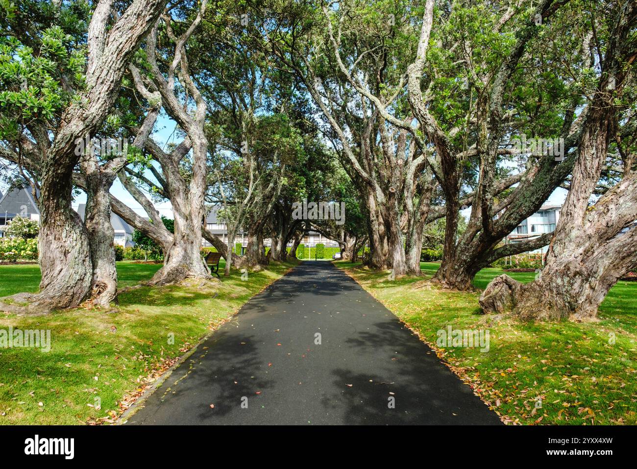 Eine Reihe von Bäumen im Dove Myer Robinson Park, Parnell Rose Gardens, Auckland, Neuseeland Stockfoto