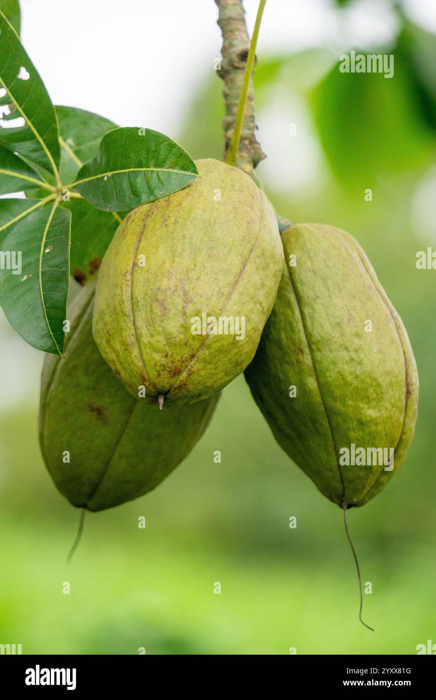 Pachira aquatica (Malabar-Kastanie, französische Erdnuss, Pumpo, Jelinjoche, Geldbaum, Geldpflanze, serissa japonica). Dieser Baum wird mit geflochtenem Stamm verkauft Stockfoto