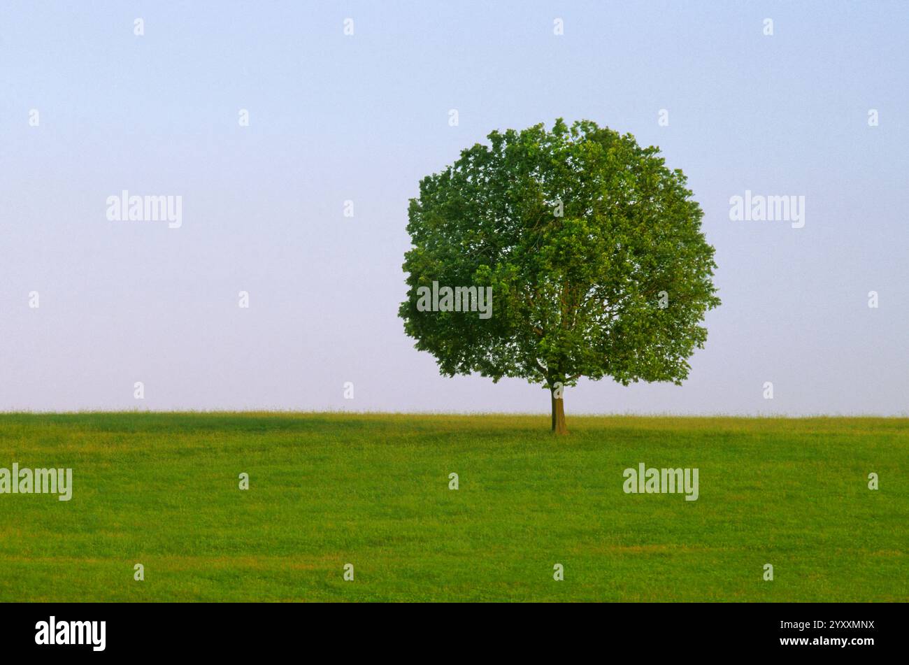Ein einzelner Baum in einem Feld Stockfoto