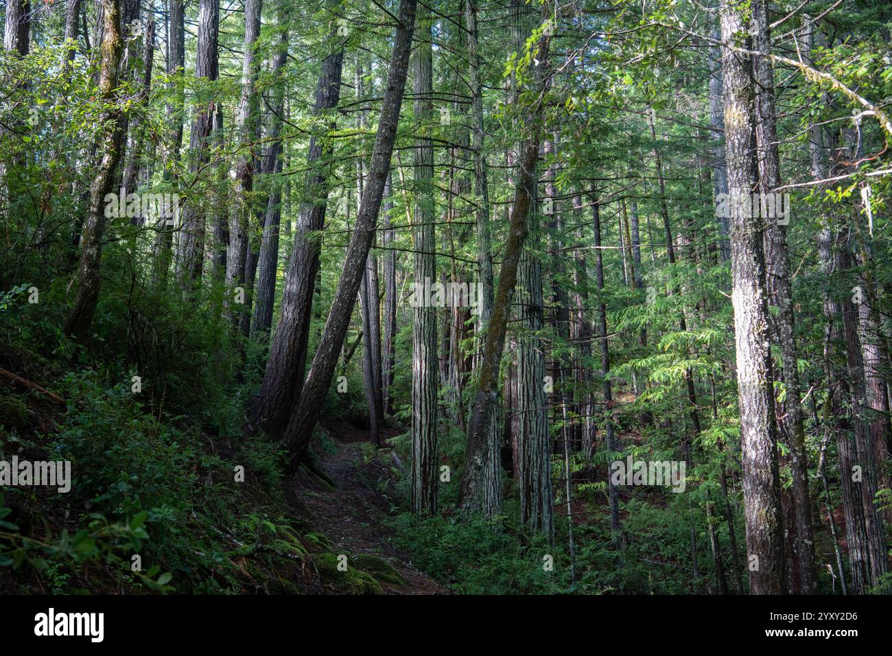 Ein Wanderweg durch den Wald im Humboldt County, Nordkalifornien. Stockfoto