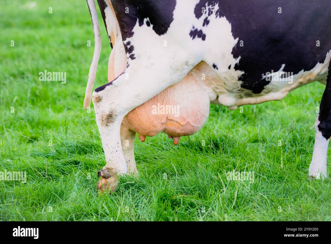 Holstein Kuheuter. Kuheuter. Reife Kühe. Kühe, die auf dem Bauernhof weiden. Milchkuhherde auf der Wiese. Kuhzucht. Schwarz-weiße Kühe auf grüner Wiese. Stockfoto